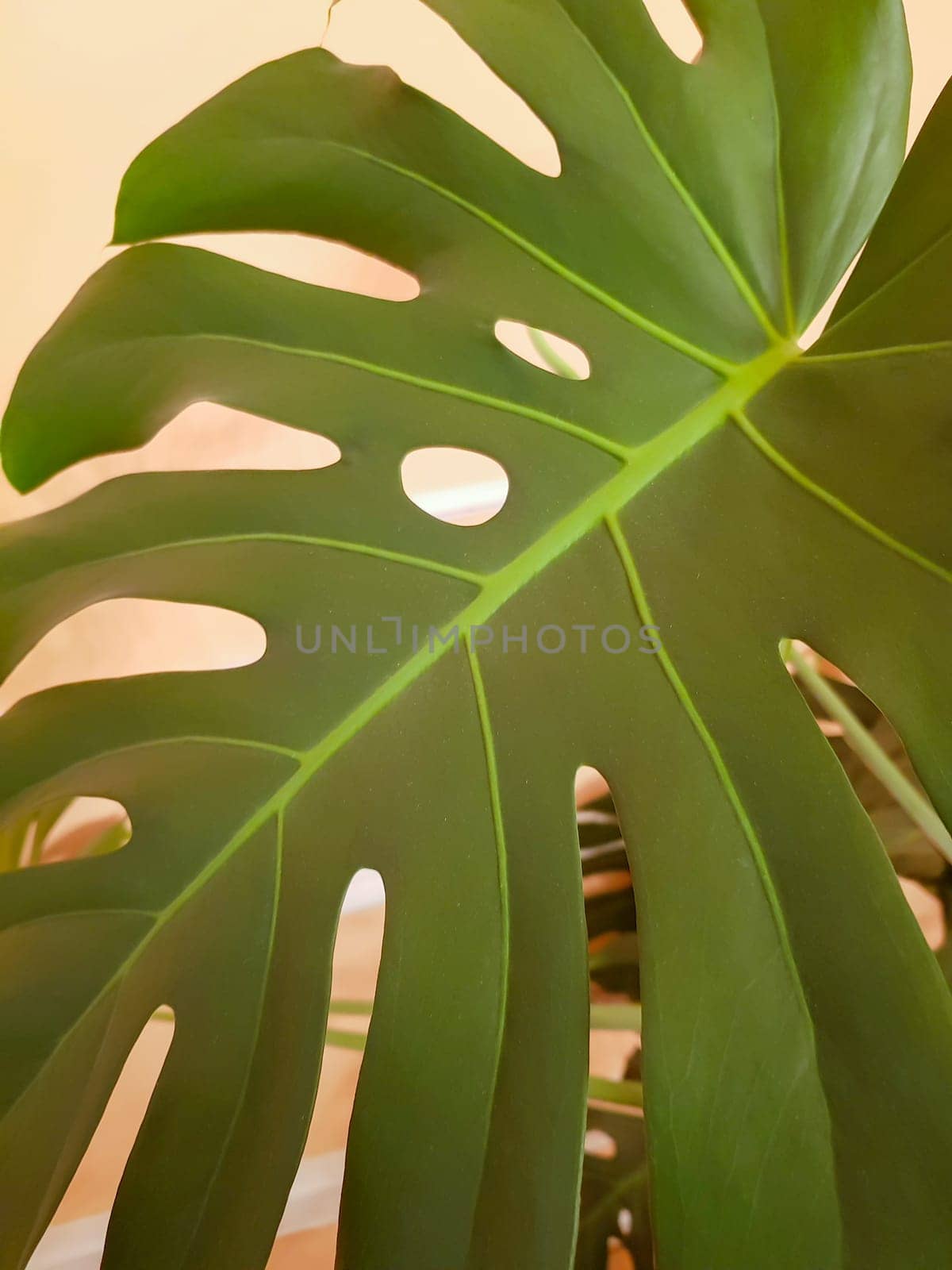 Monstera leaf close-up on a yellow background, vertical.