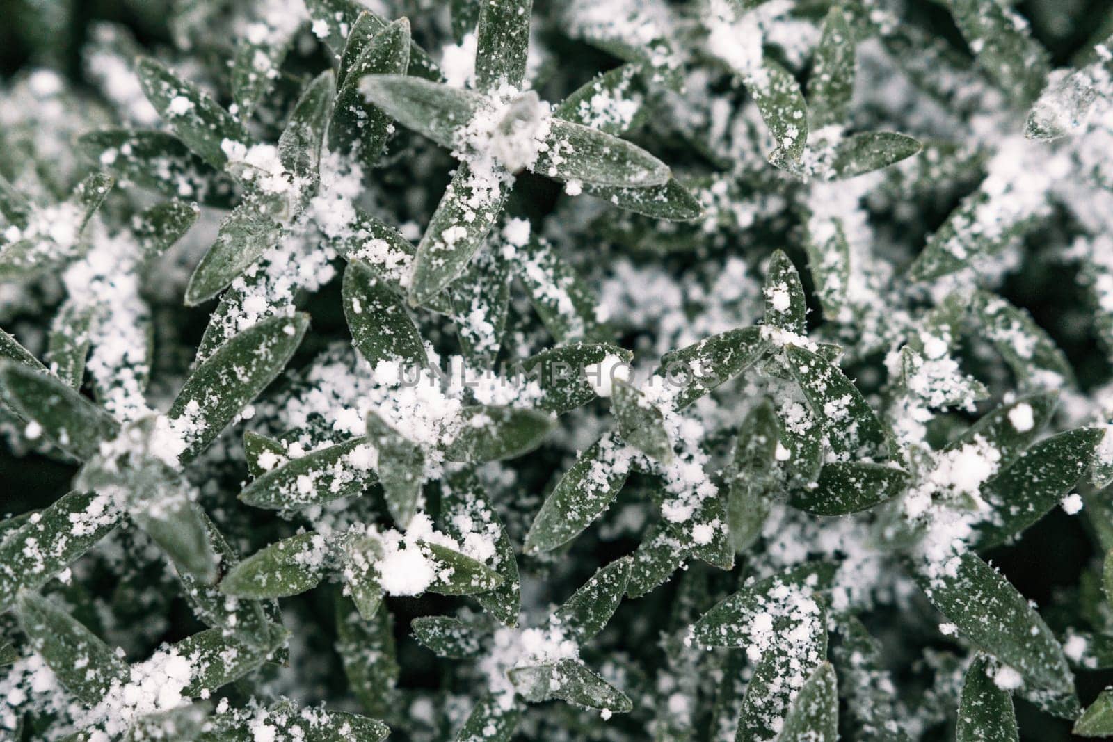 Selective focus. First snow on a frozen field plants, late autumn close-up. Beautiful abstract frozen microcosmos pattern. Freezing weather frost action in nature. Floral backdrop. by panophotograph