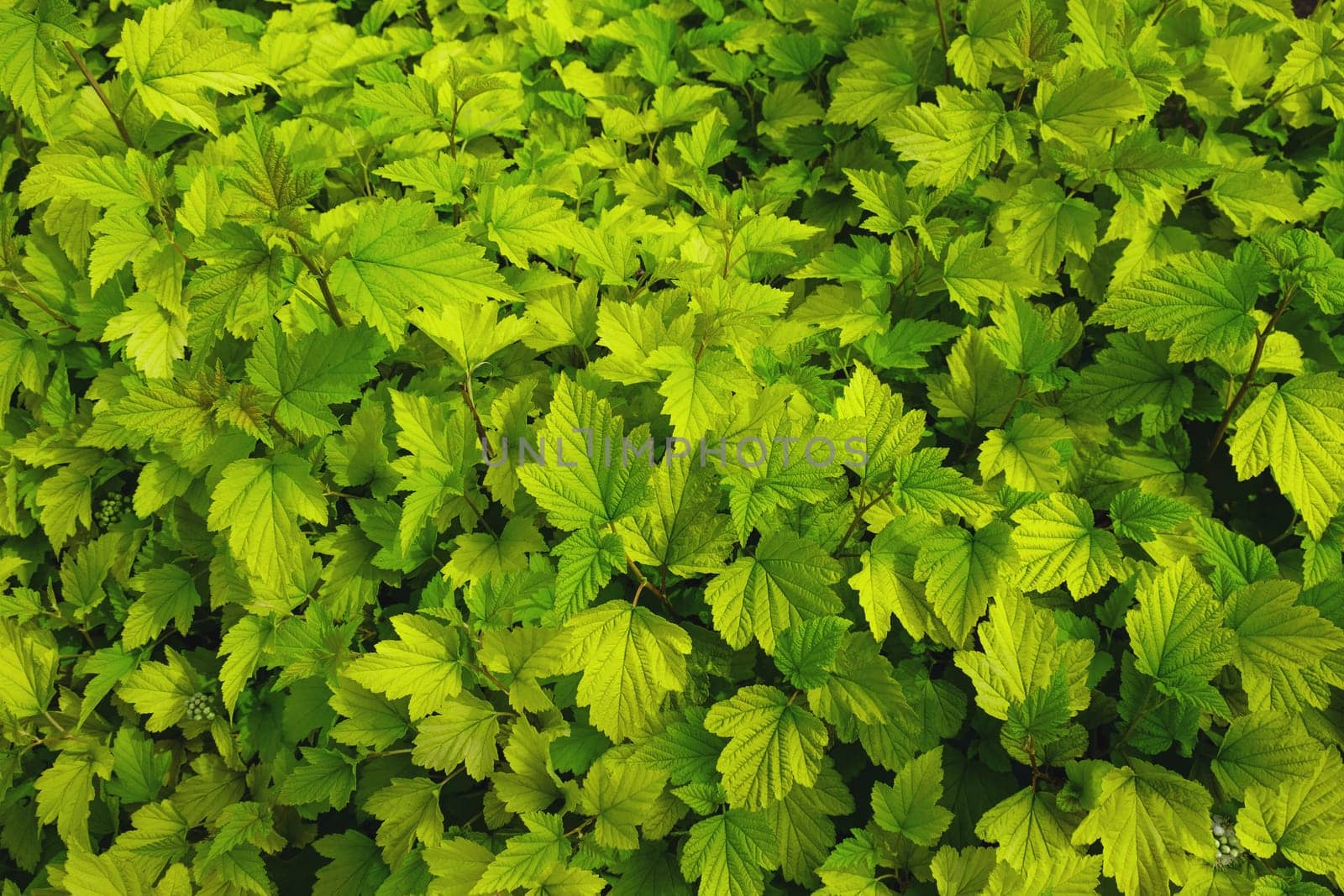 Natural background of yellow-green leaves. Selective focus.