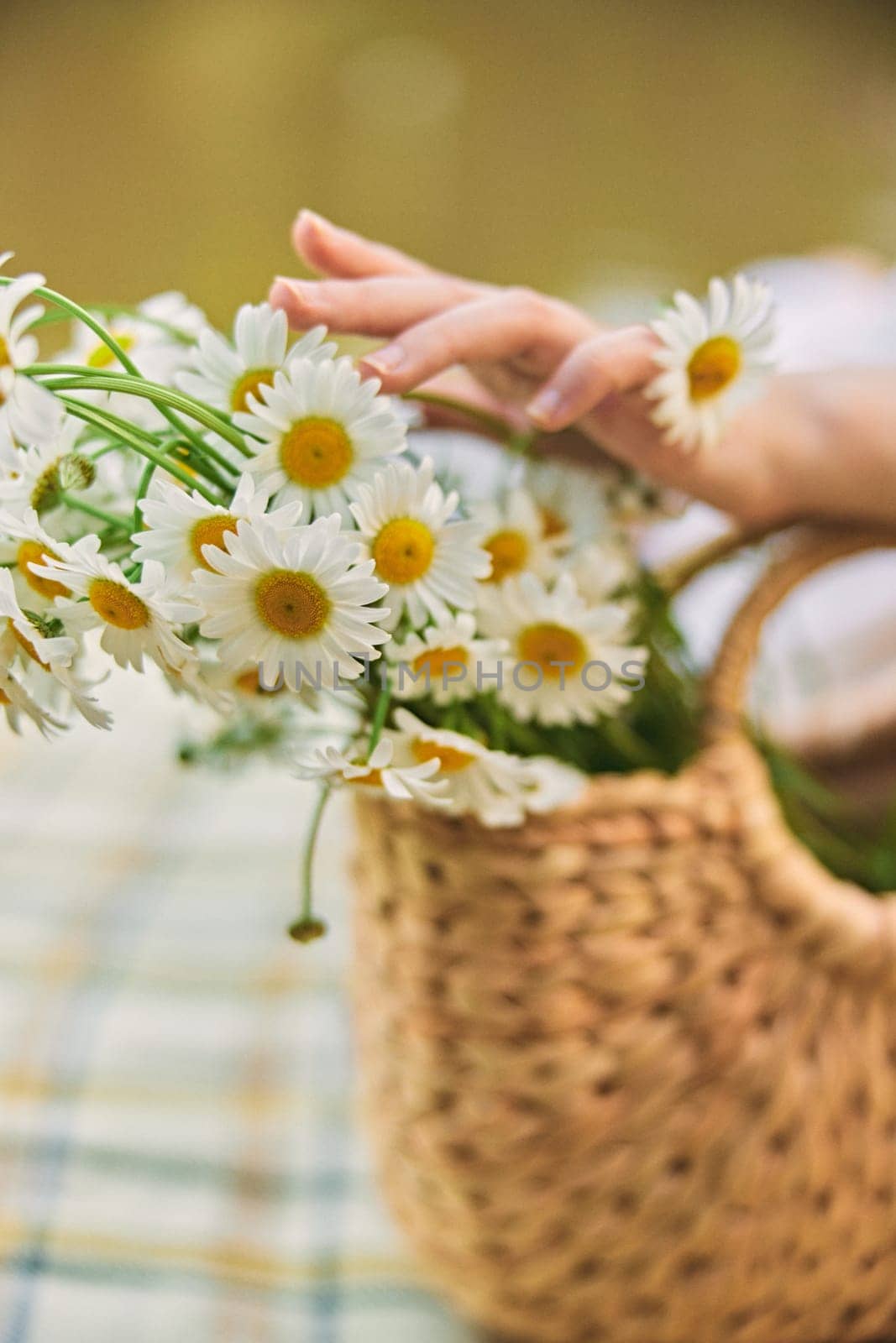 close up photo of a woman's hands with a wicker bag full of chamomile flowers by Vichizh