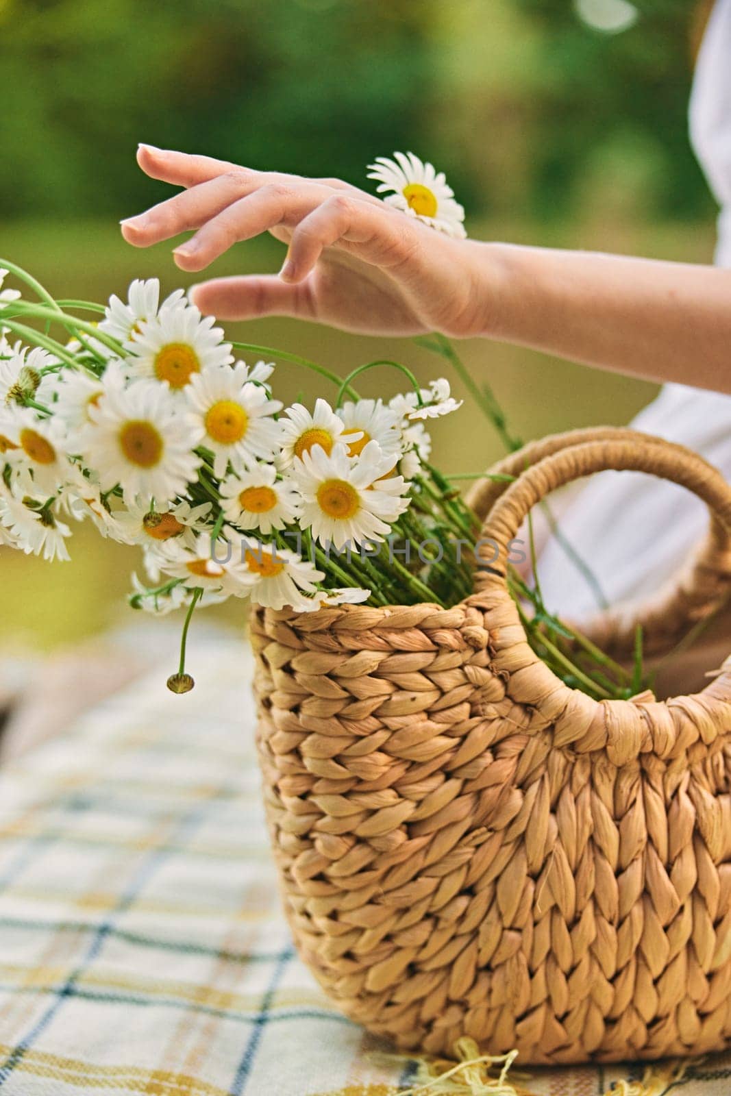 close up photo of a woman's hands with a wicker bag full of chamomile flowers by Vichizh