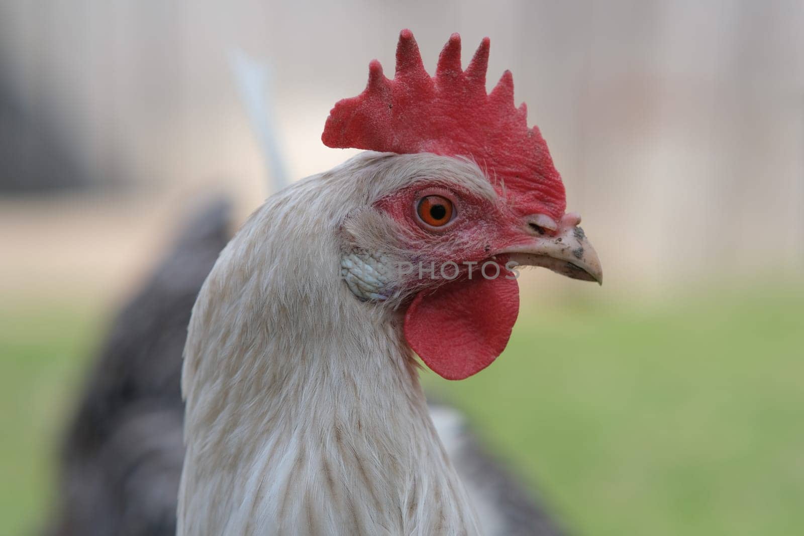 Head of a white chicken close-up. Sale of eggs and chicken meat at home. Home farm.