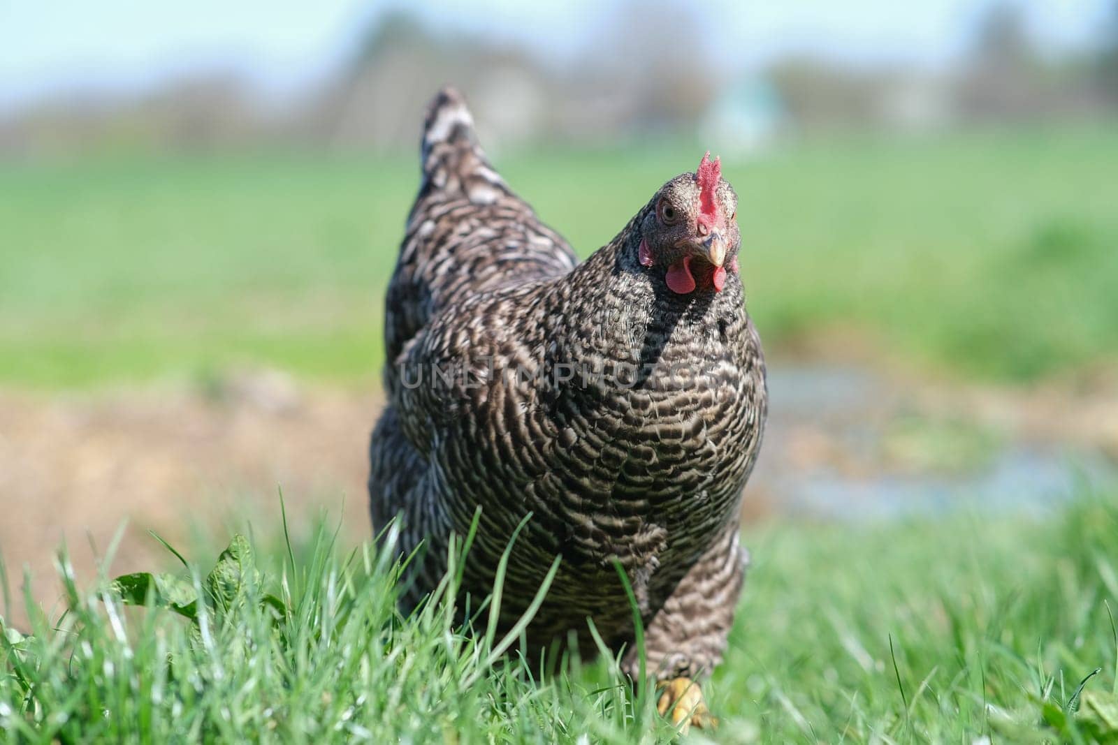 Spotted chicken in the yard. Gray chicken on the grass. Domestic bird.