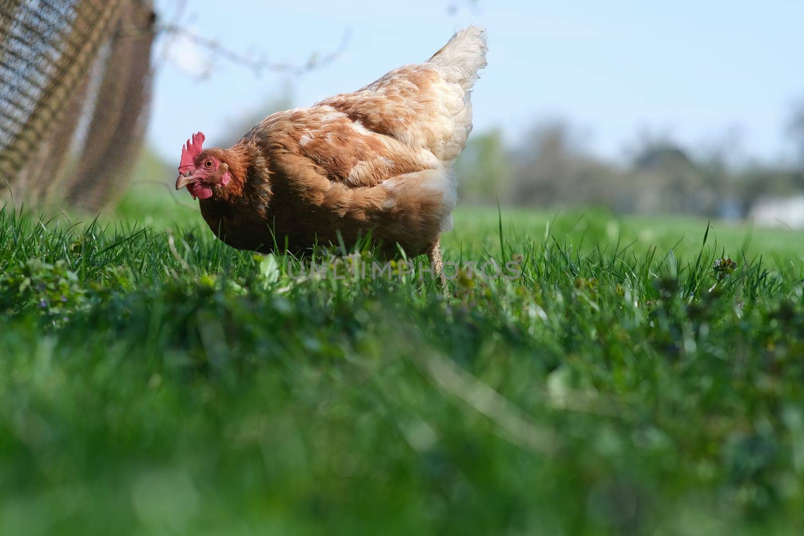 A red hen grazes in the green grass. Raising poultry. Chickens in the garden.