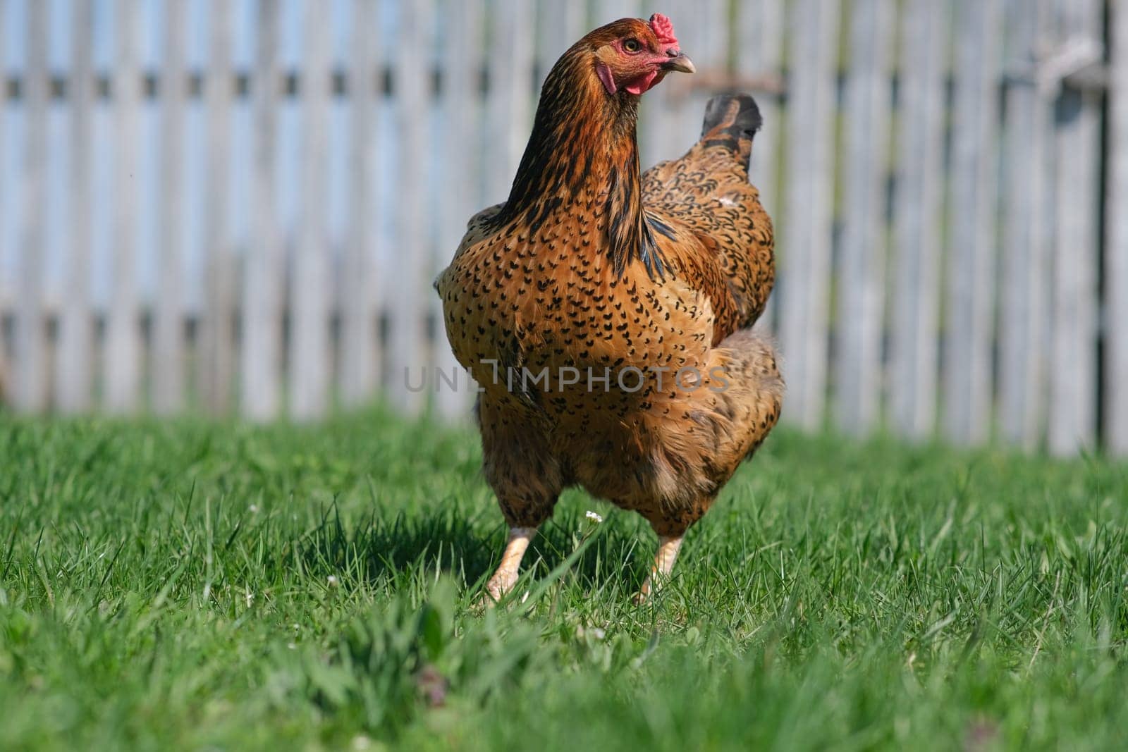 A red hen grazes in the green grass. Raising poultry. Chickens in the garden.