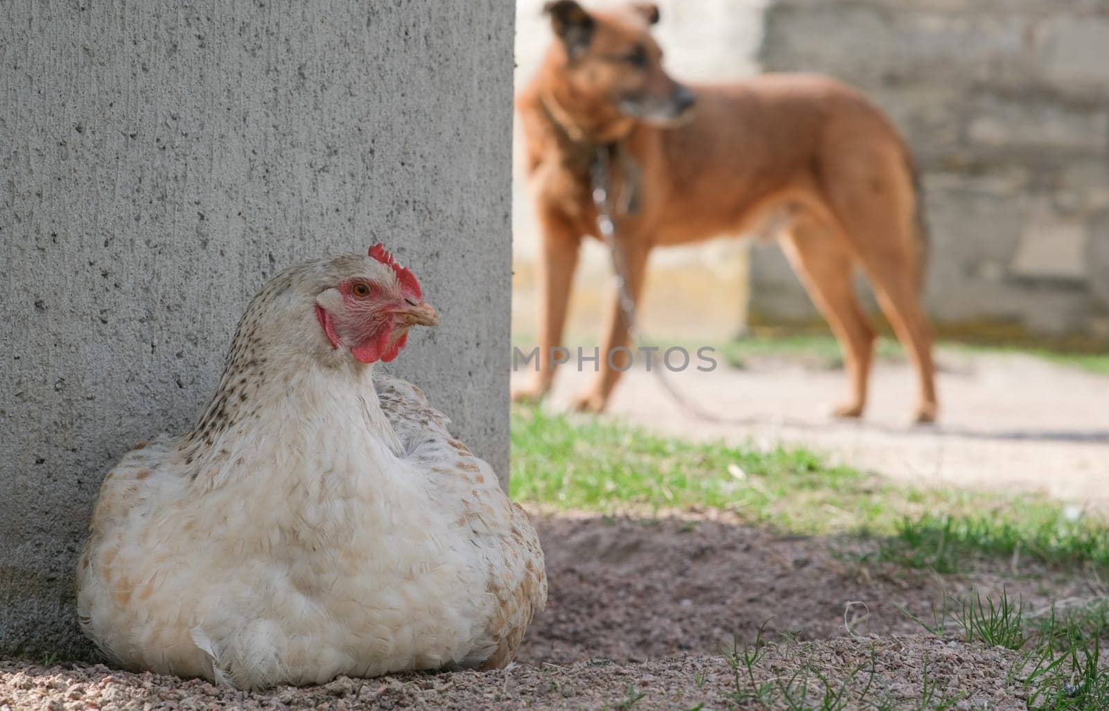 A white chicken bathes in the sand, in the background a red dog. Chicken and dog in one photo.