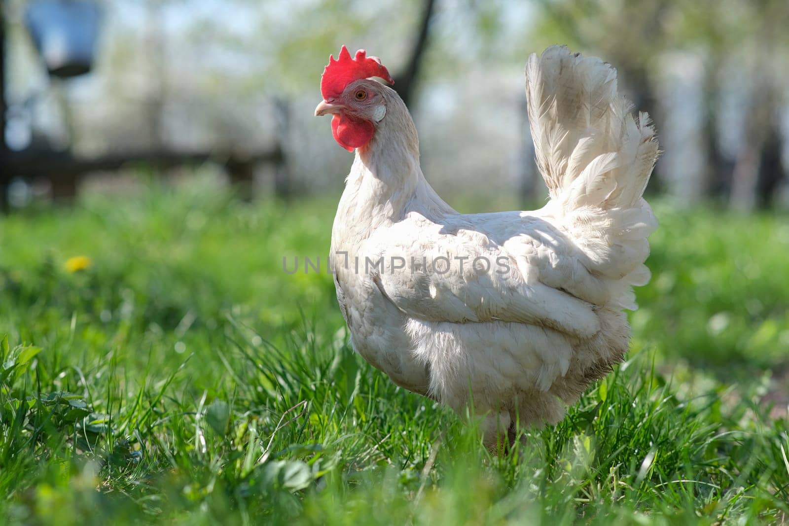 White chickens in the yard. Village chickens. Chicken farm. Chicken eggs for sale.