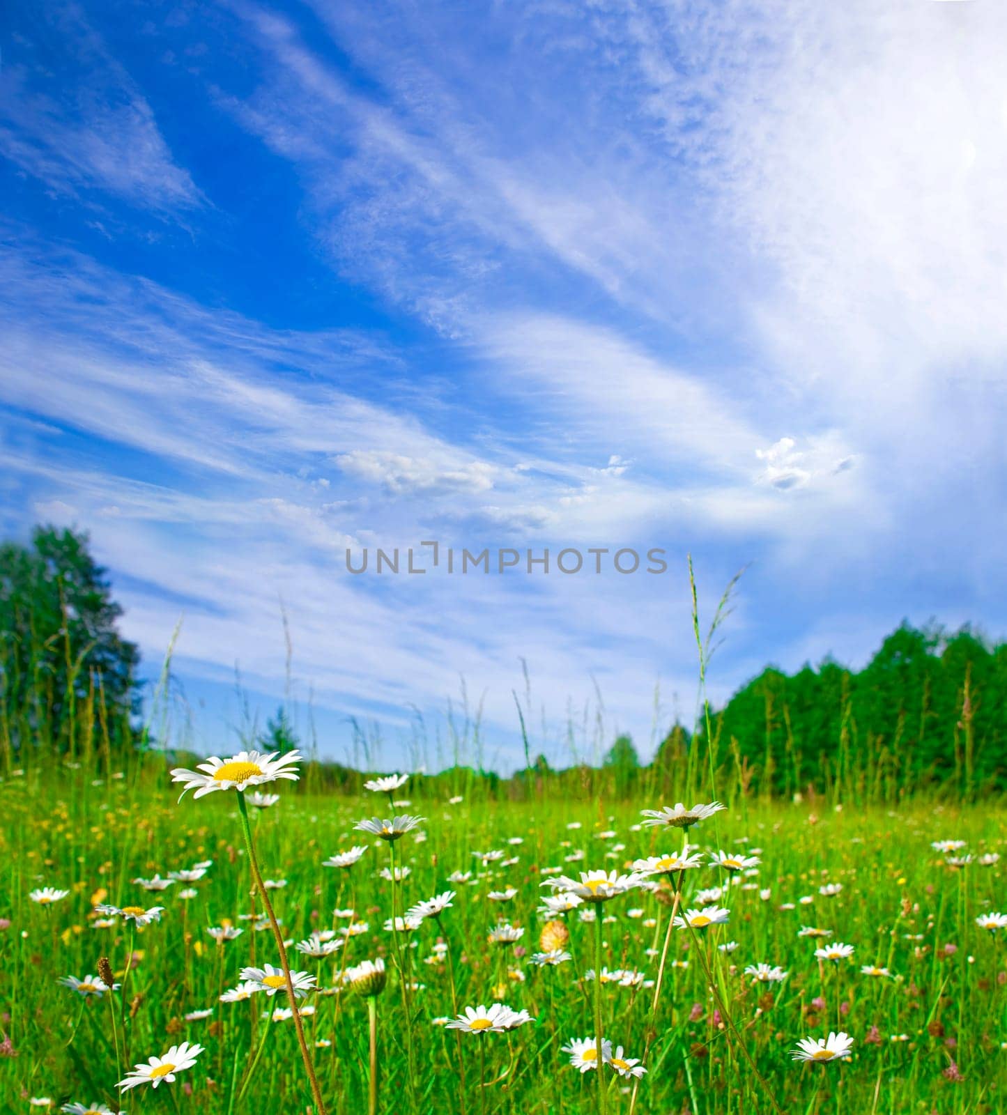 Camomile field. Blooming summer meadow. Beautiful summer rural landscape with a blossoming daisies and the blue sky by aprilphoto