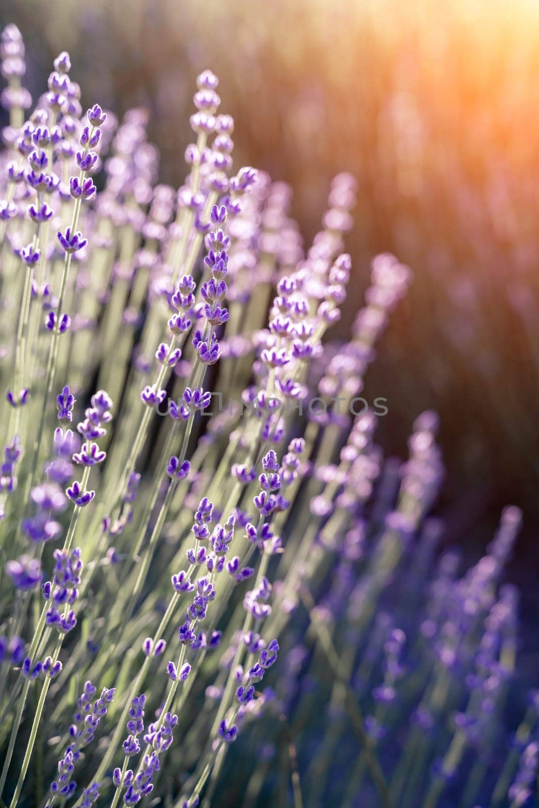Lavender field. With soft light effect for floral background.