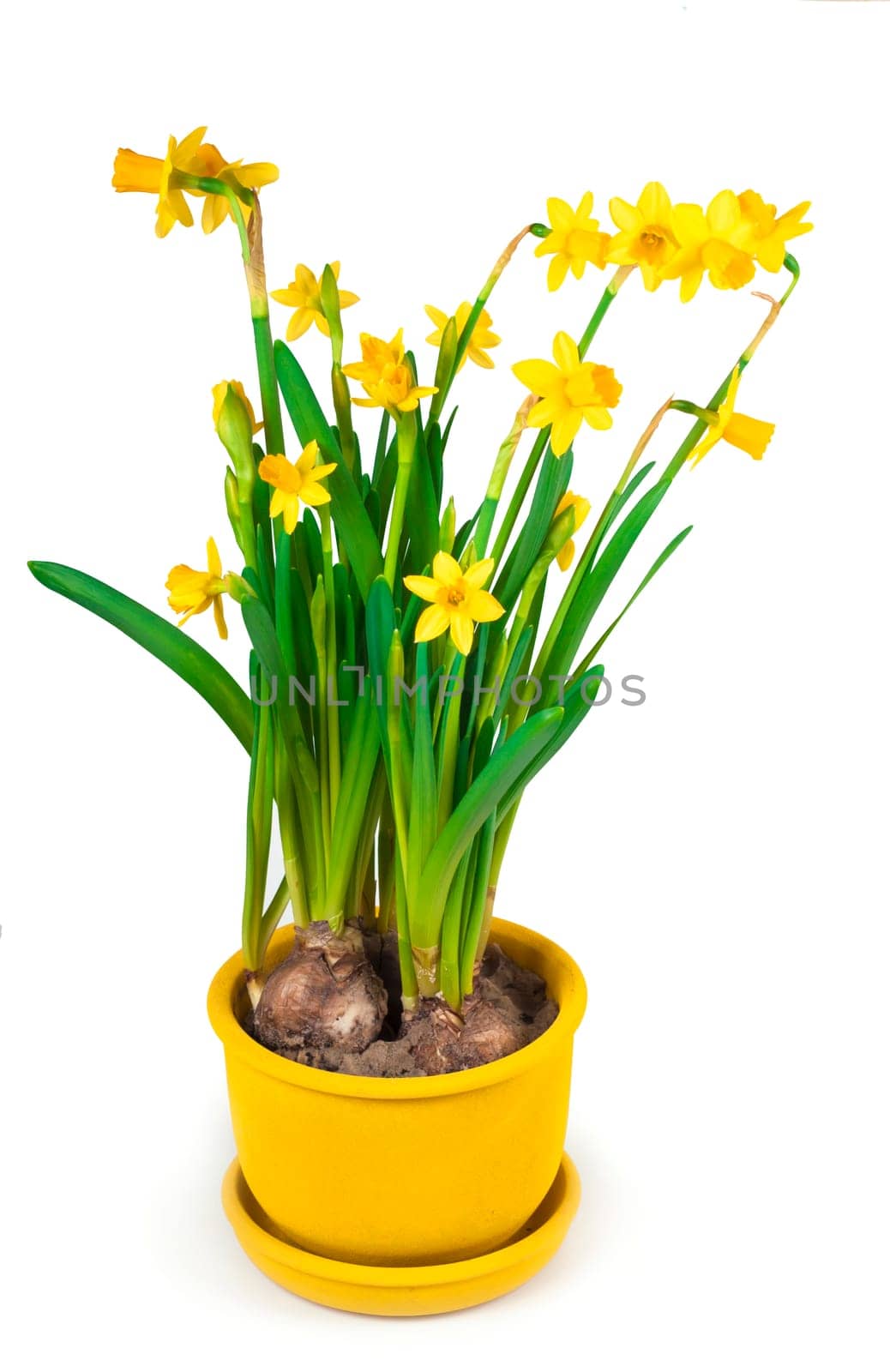 Potted blooming yellow daffodil spring flowers isolated on white background by aprilphoto