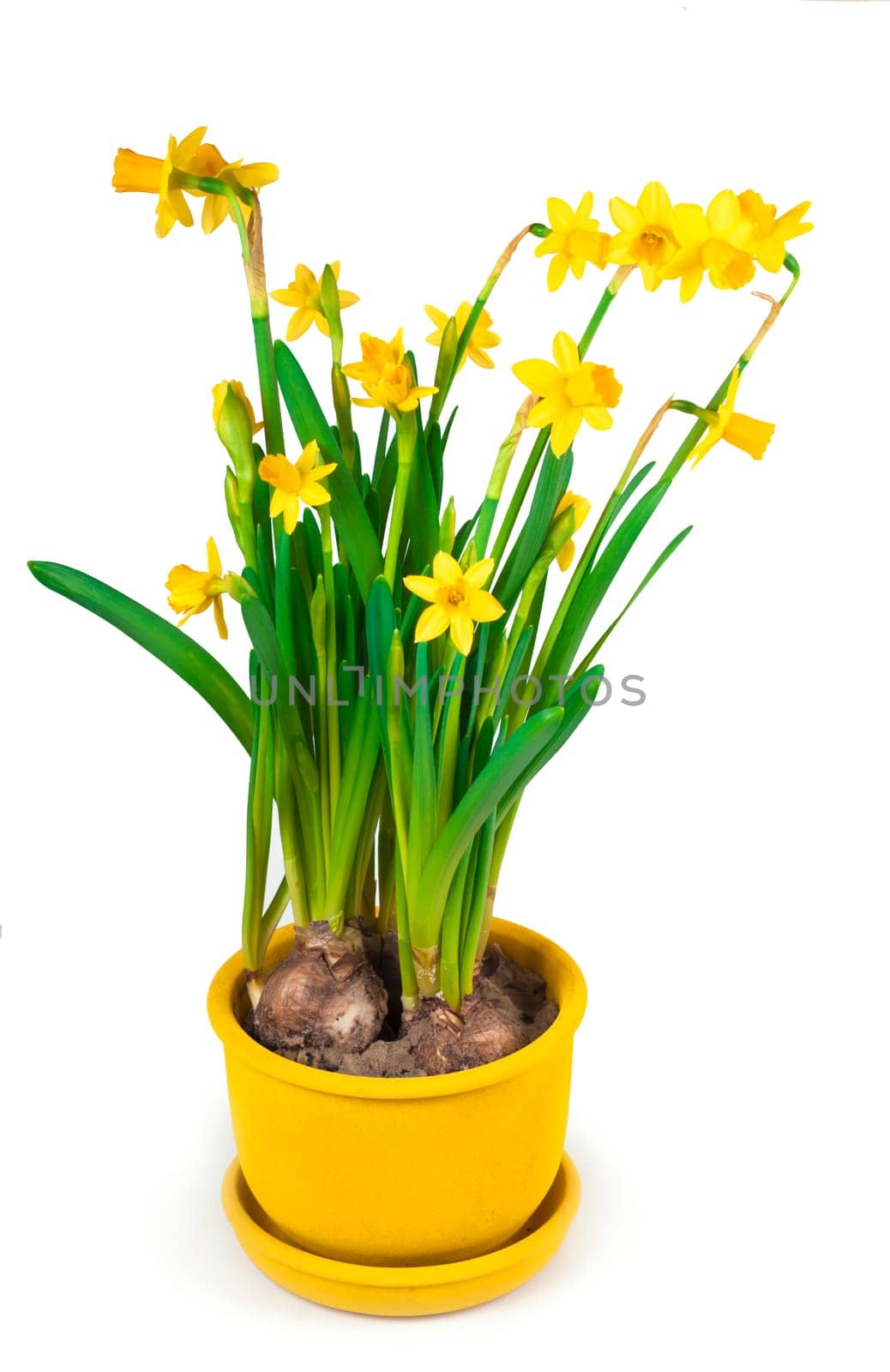 Daffodils in flower pot isolated on white background