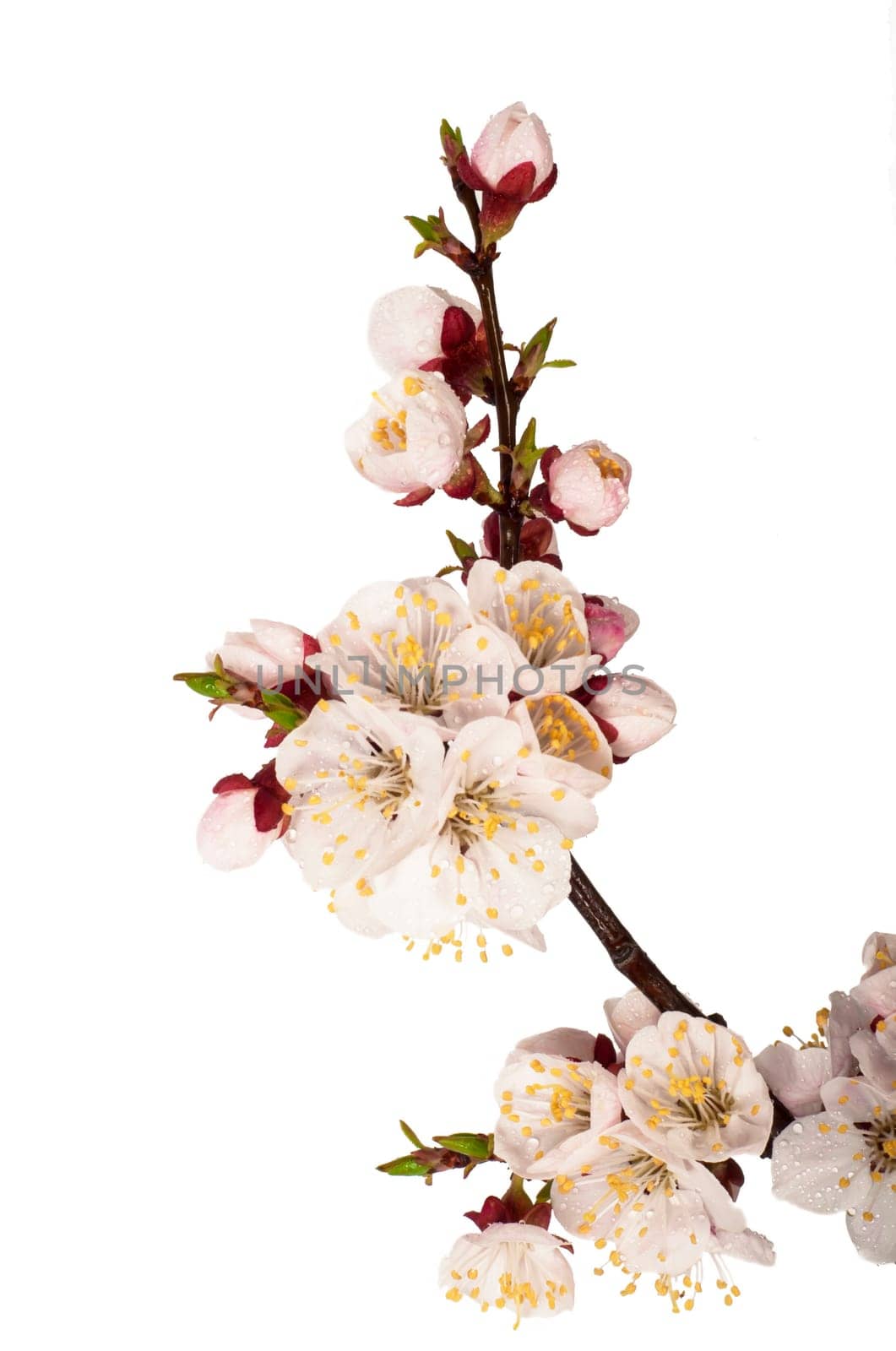 branch of tree blossoming by pink isolated on white background. Pink delicate flowers of cherry, sakura isolated on white background. spring state by aprilphoto