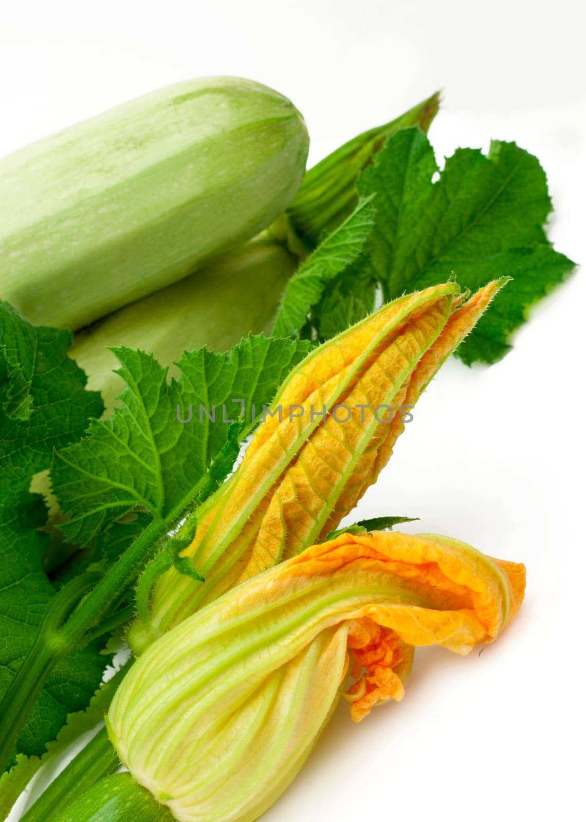 Fresh vegetable marrow with green leaf. Diet food, vegetarianism. Flowers, leaves and fruits of young green zucchini isolated on white background by aprilphoto