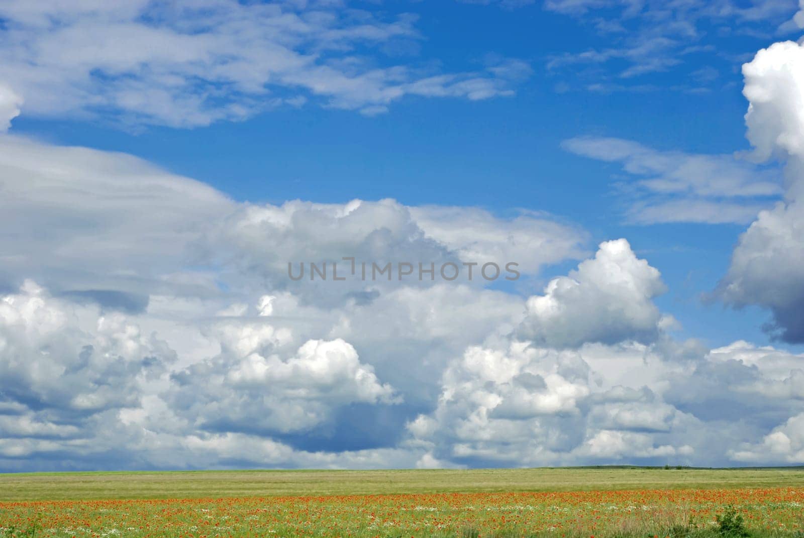 Meadow with green grass. Crimean peninsula. The sky above the flowering field by aprilphoto