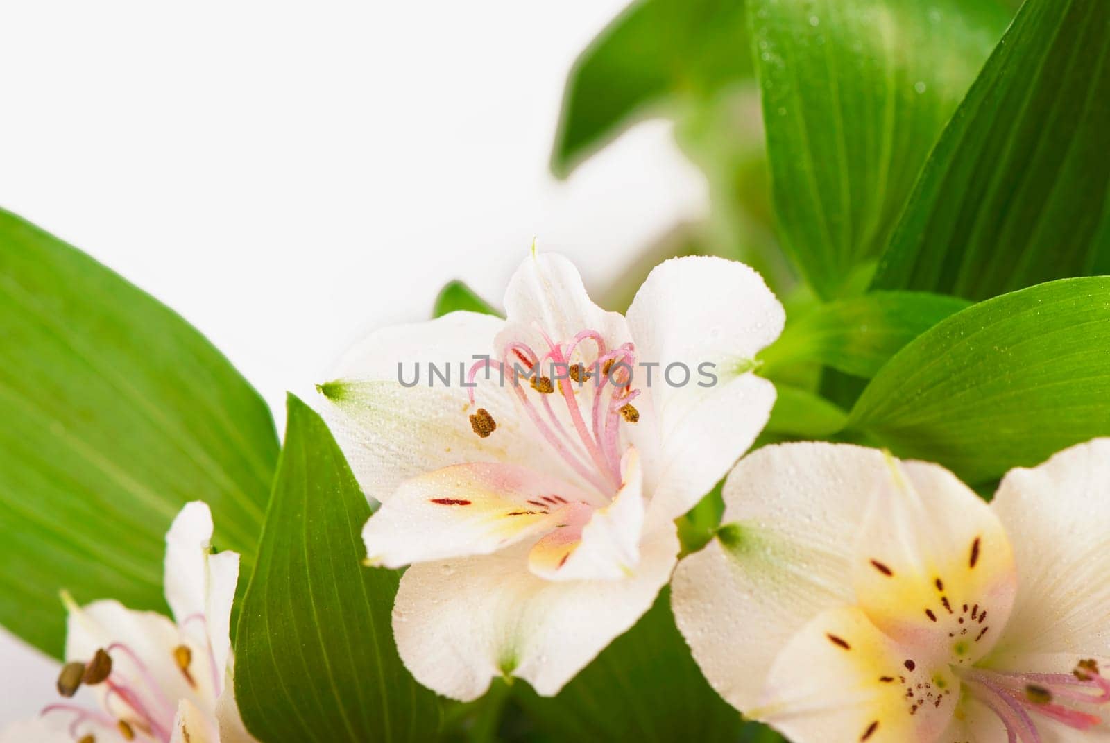 Beautiful Flowers Border, Romantic Jasmine Background by aprilphoto