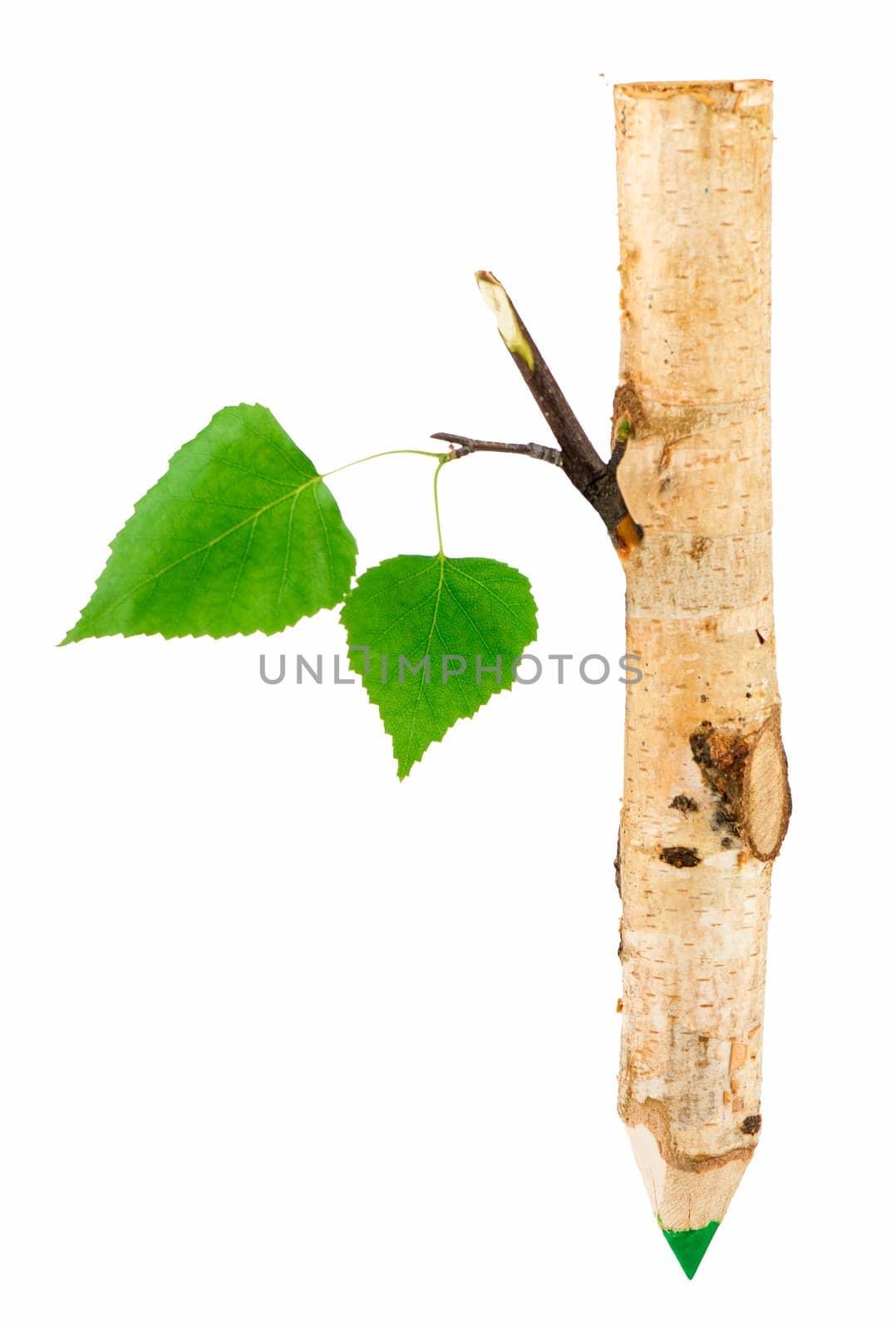 Concept Nature and production of wood products. wood for pencils. the green pencil is made of a birch branch by aprilphoto