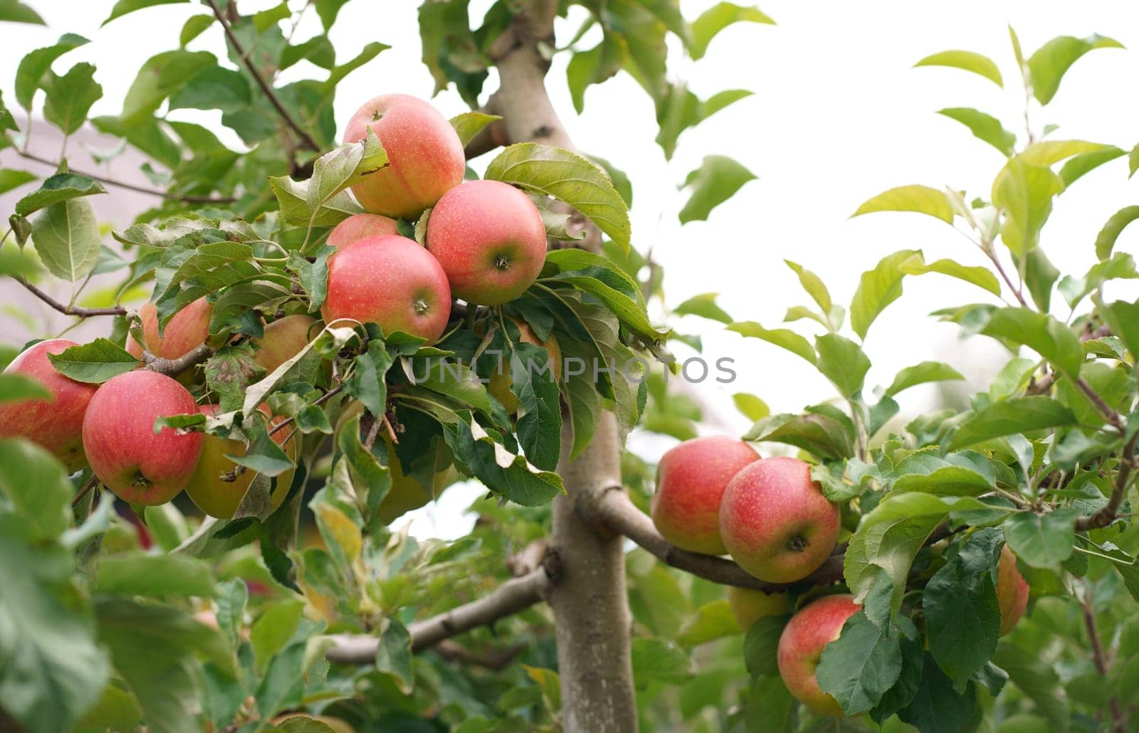 apples ready for harvest in the apple plantation Autumn day. Garden. In the frame ripe red apples on a tree. ripe red apples