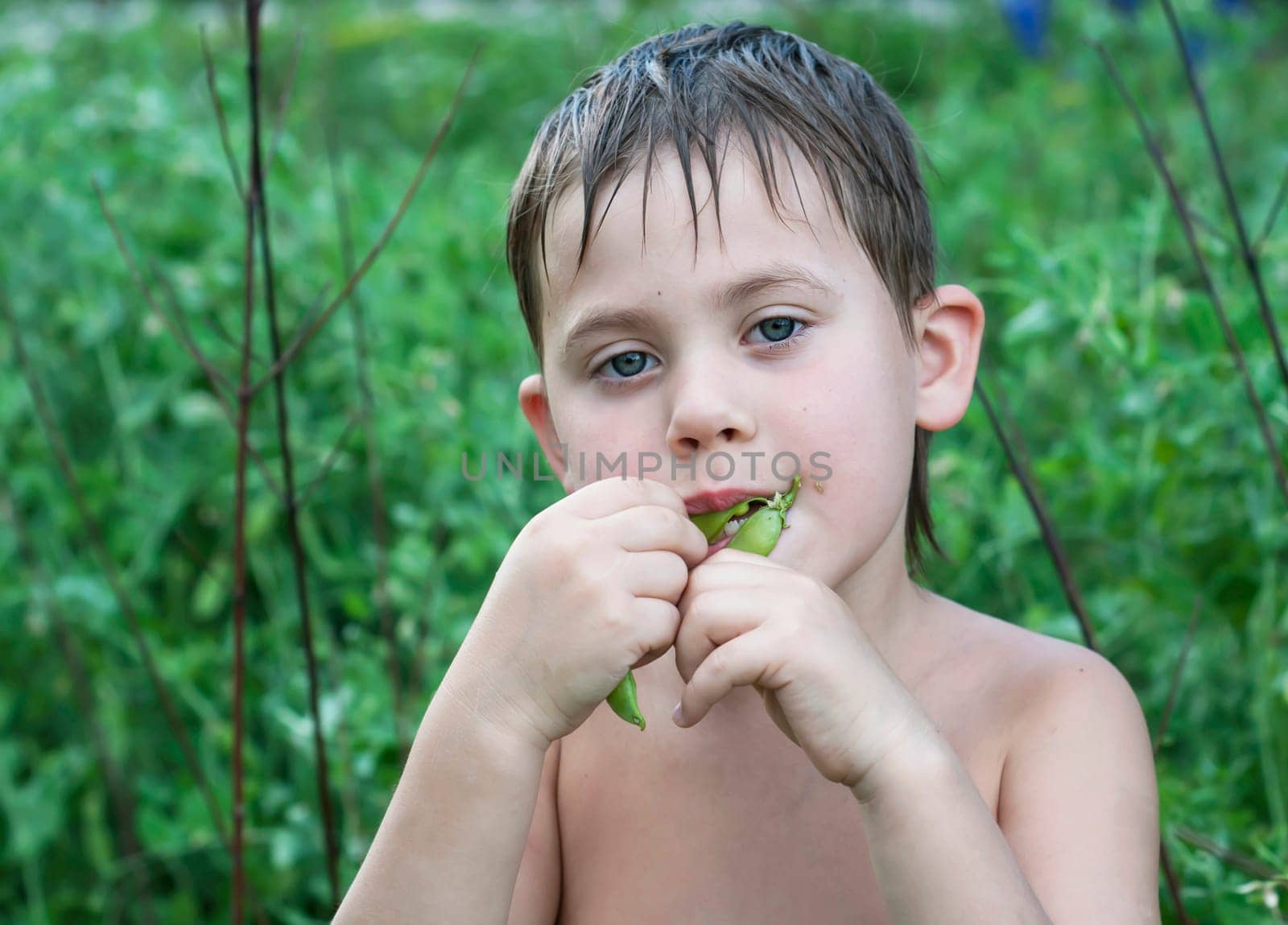 A little tanned boy lives in the village. Cute child eating green peas in the garden by aprilphoto