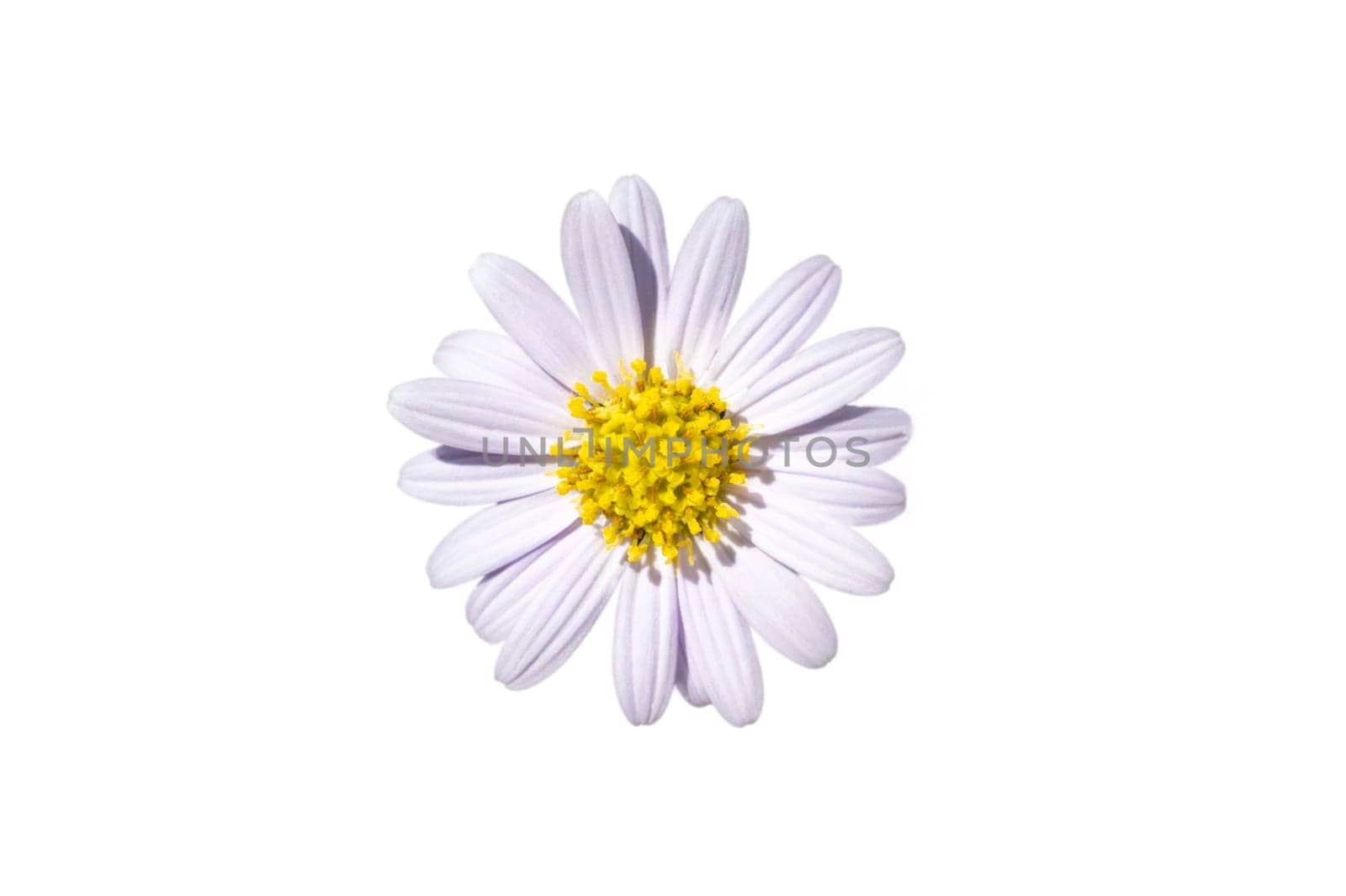 White daisy flower on a white background. Isolate by sarayut_thaneerat