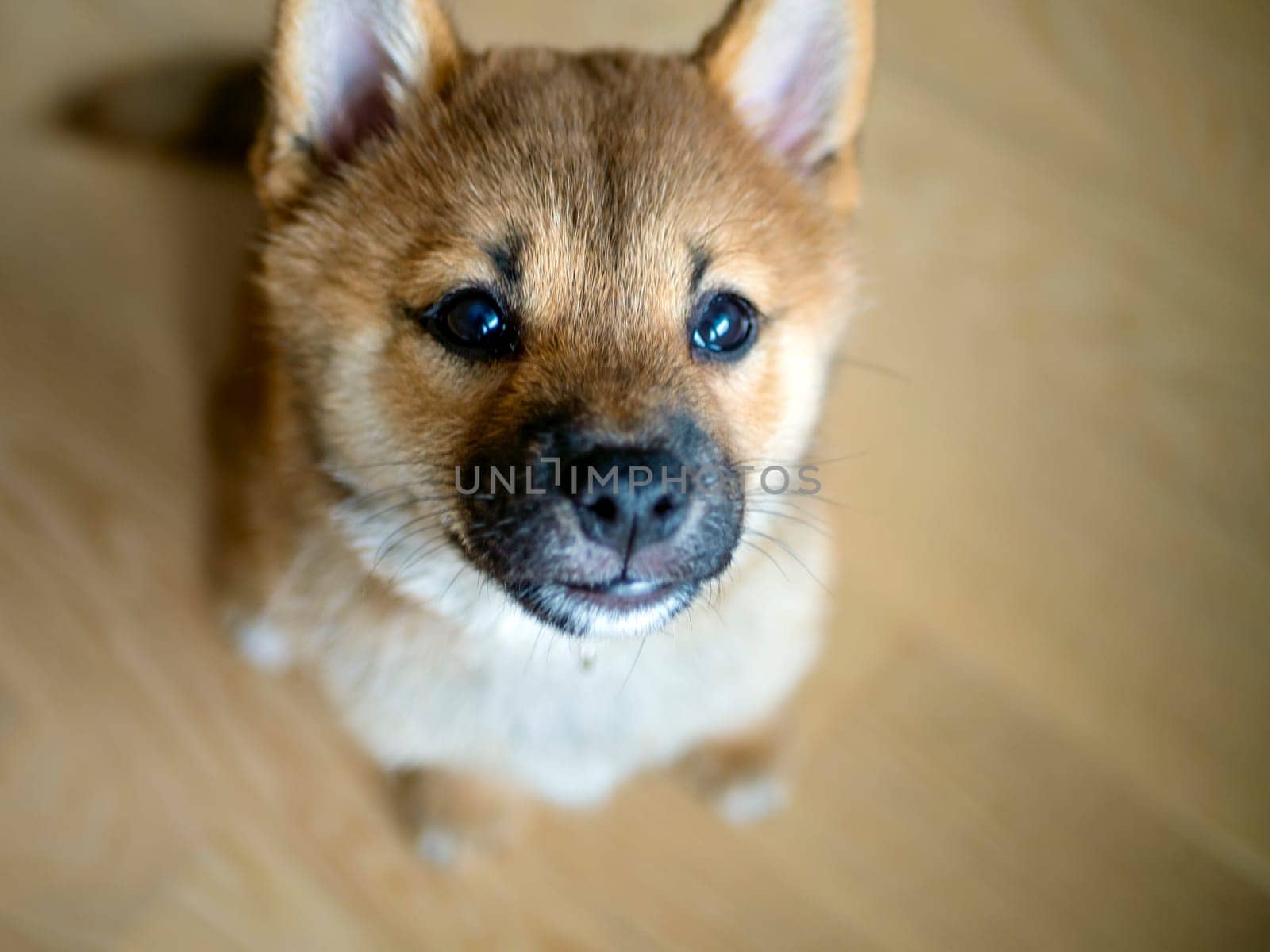 Selective focus. Portrait of cute Shiba Inu small dog, puppy, Close up. Dogecoin. Red-haired Japanese dog smile portrait. Illuminating color, cryptocurrency, electronic money. Photo for postcard