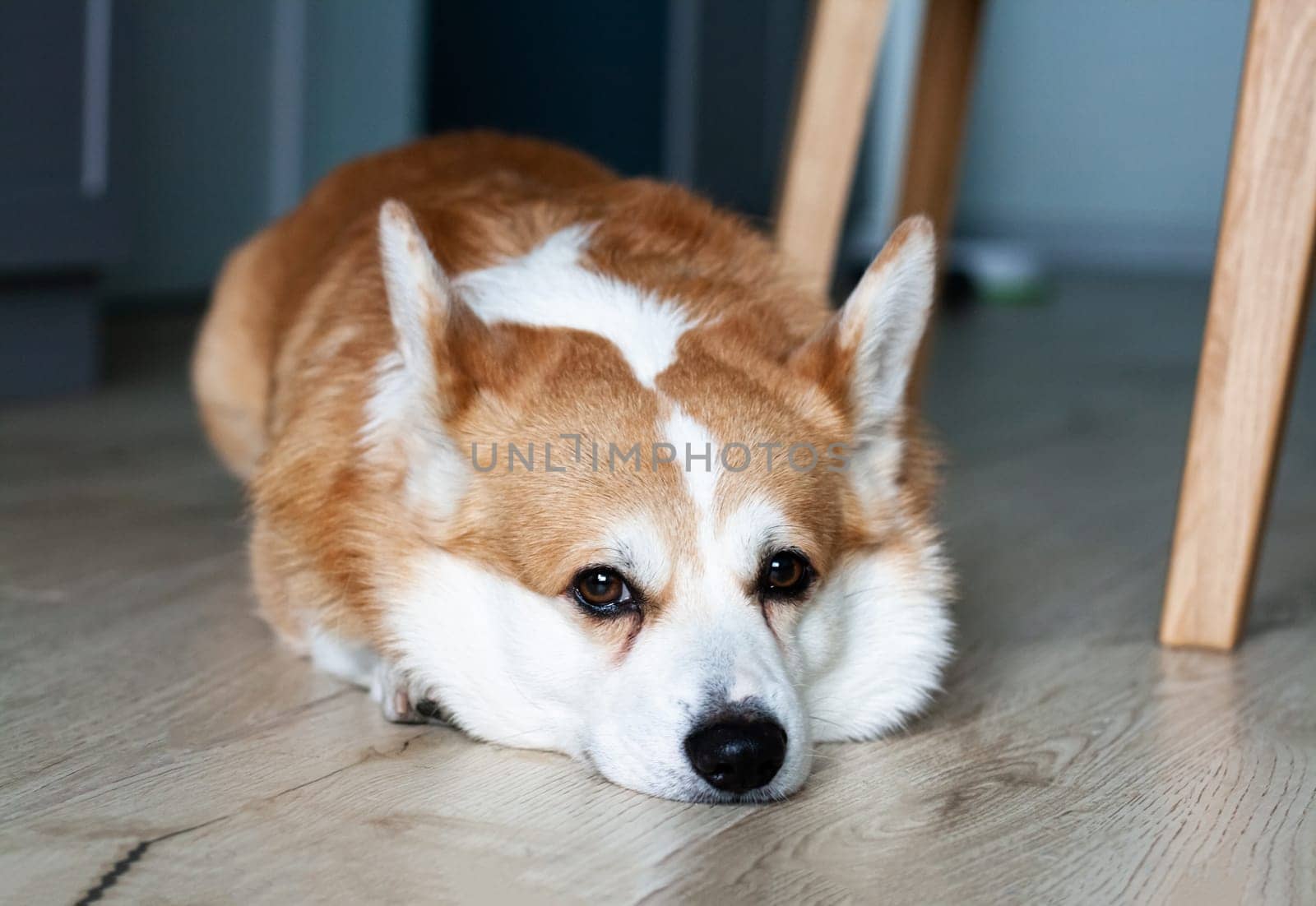 Portrait of a sad yellow and white corgi lying on the floor and looking at the camera