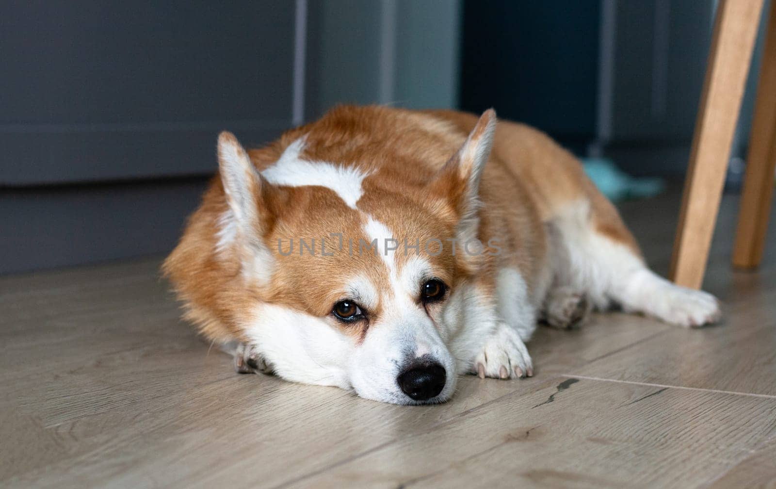 Portrait of a sad yellow and white corgi lying on the floor and looking at the camera