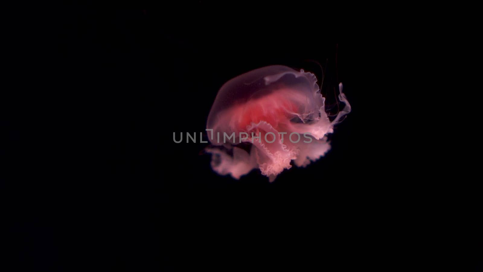 Small pink jellyfish swim slowly. Poisonous jellyfish in the dark. 4k