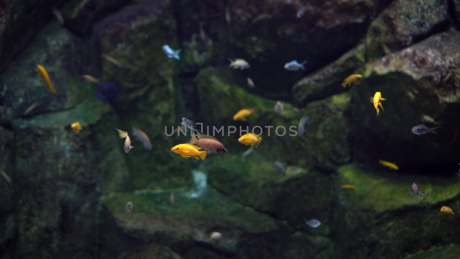 Colorful little fish swim around a rocky area underwater. This video showcases the vibrant colors of the fish as they dart in and out of the rocks. The clear water allows for a stunning view of the fish and their surroundings. 4k