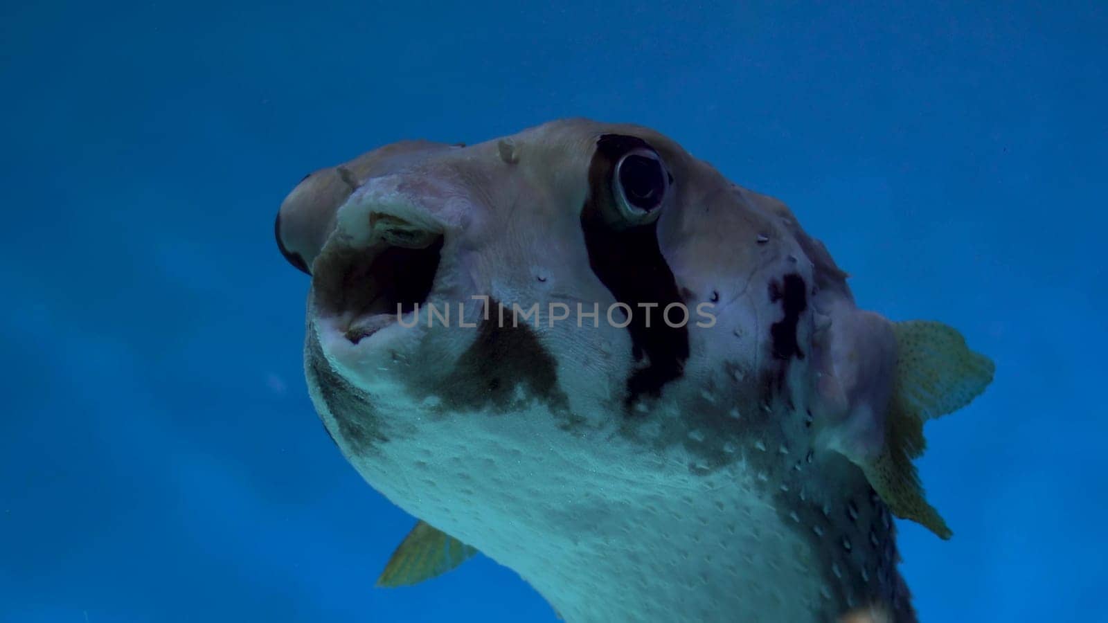 Puffer fish in the blue ocean underwater. Fish in the oceanarium on a blue background close-up. 4k