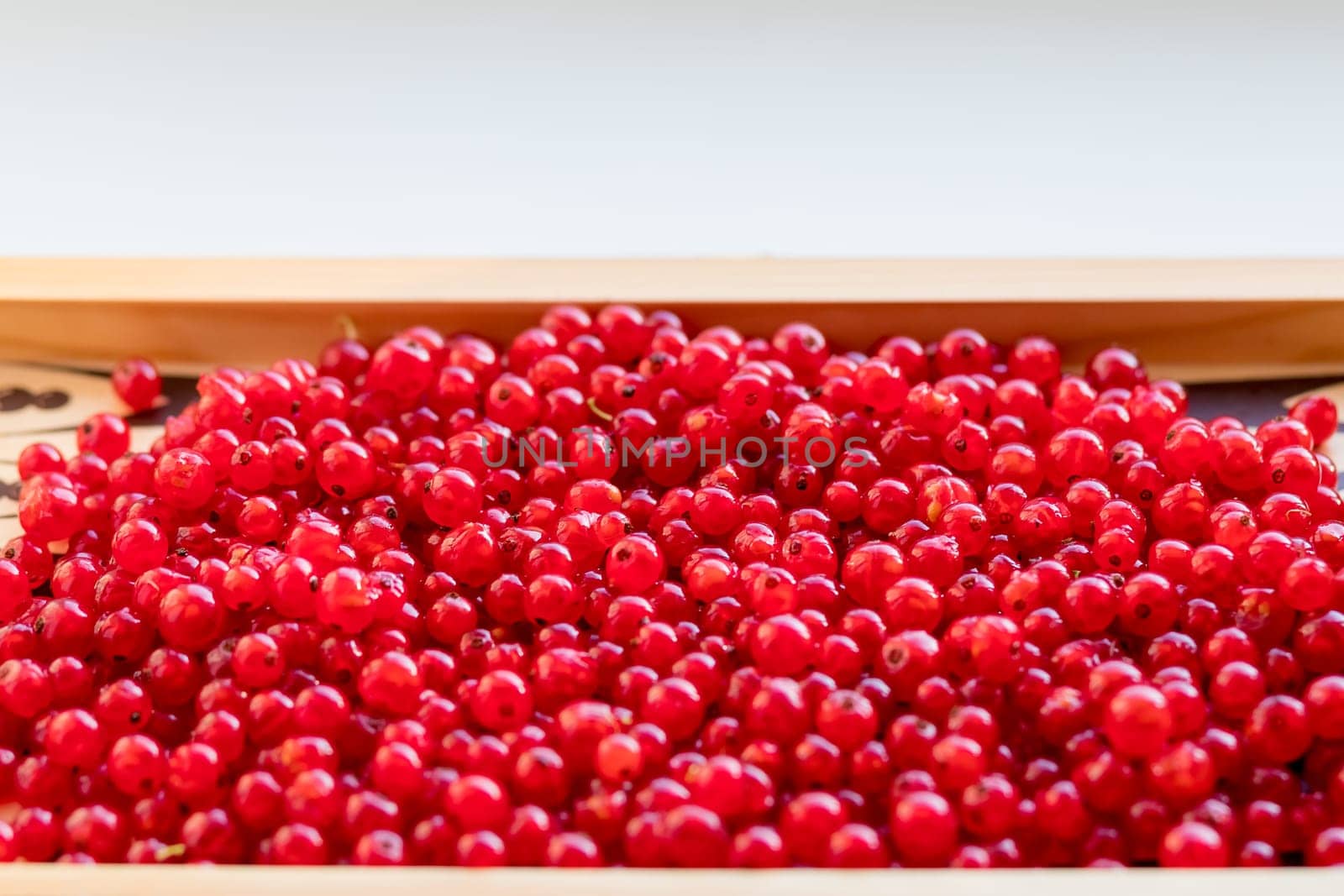 Natural background,berries of a red currant. Summer, July,. Summer July the Central Russia