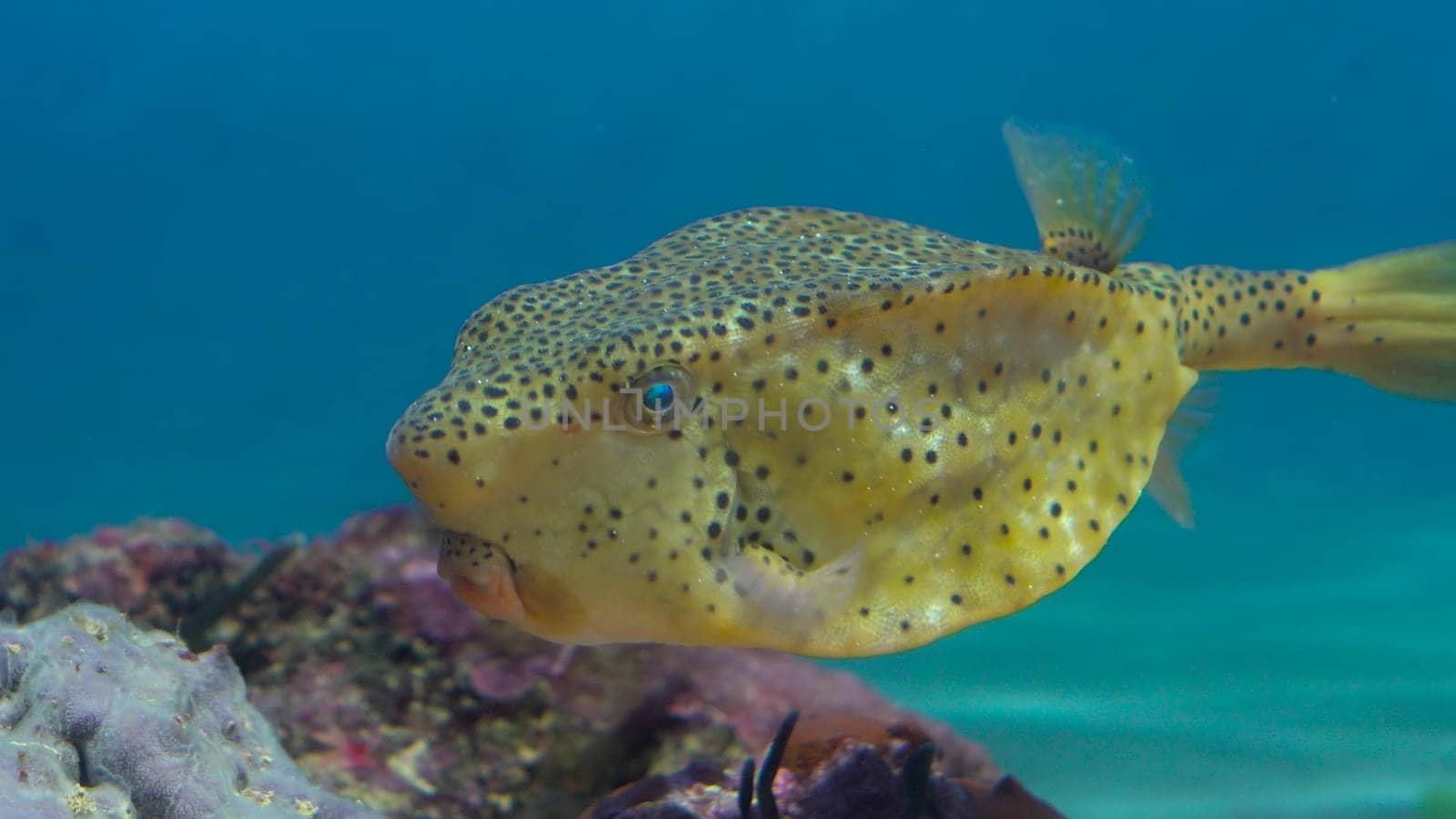 Big yellow cube body fish with cheekbones in the aquarium. Large aquarium for exotic fish. 4k