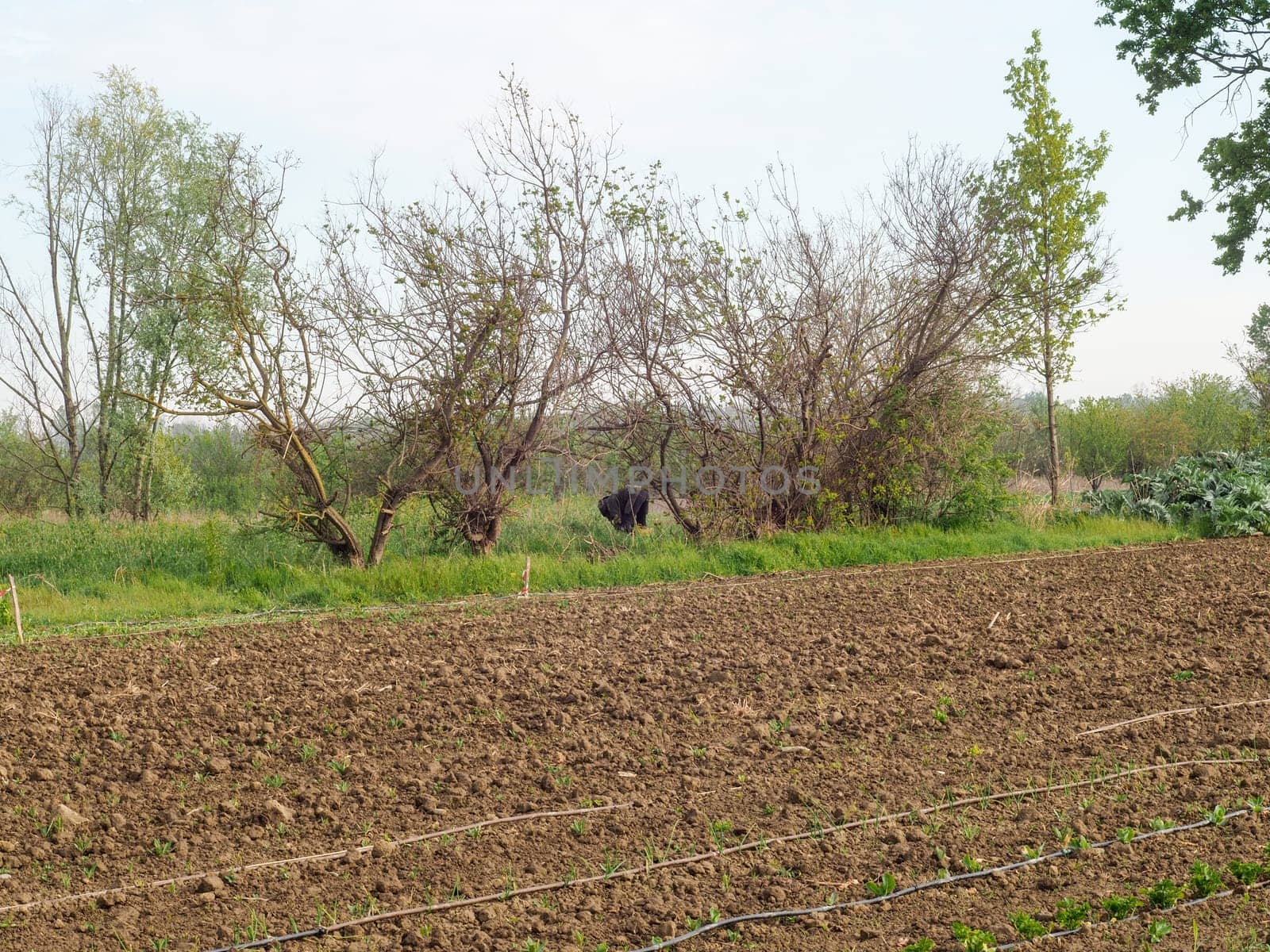 woman farmer harvesting spring veggies from organic vegetable garden hires image