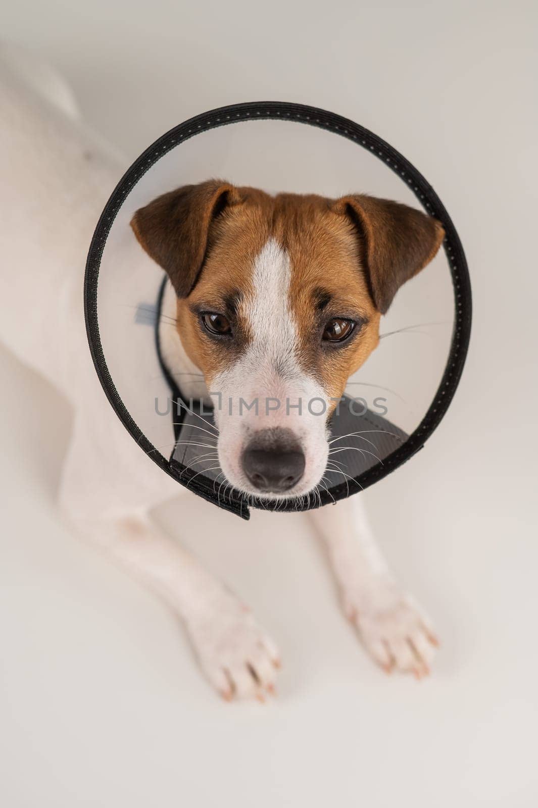 Jack Russell Terrier dog in plastic cone after surgery. by mrwed54