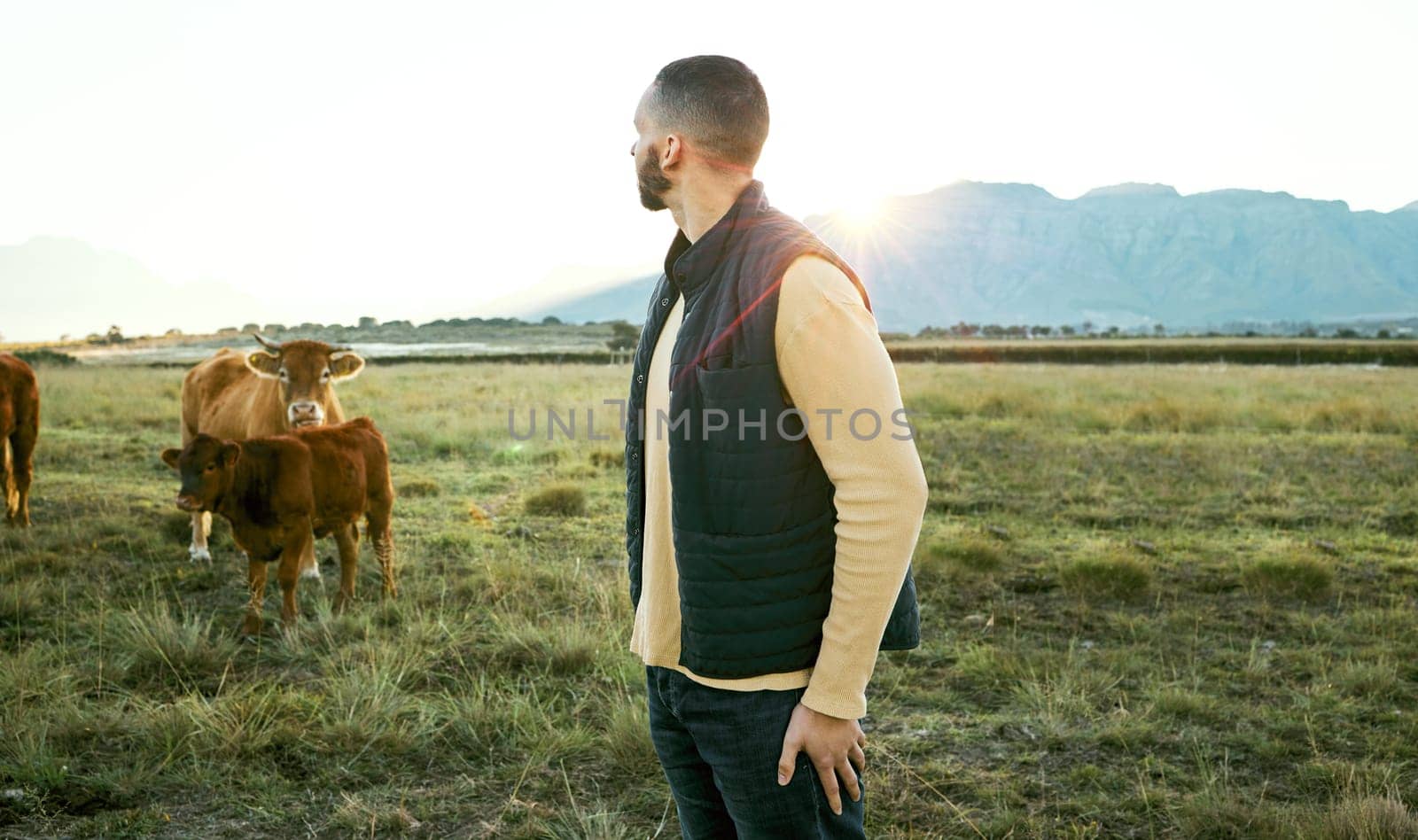 Cow field, morning farm and man looking at agriculture growth, free range animals or countryside sunrise view. Eco friendly sustainability, beef and farmer farming cattle livestock on green grass.