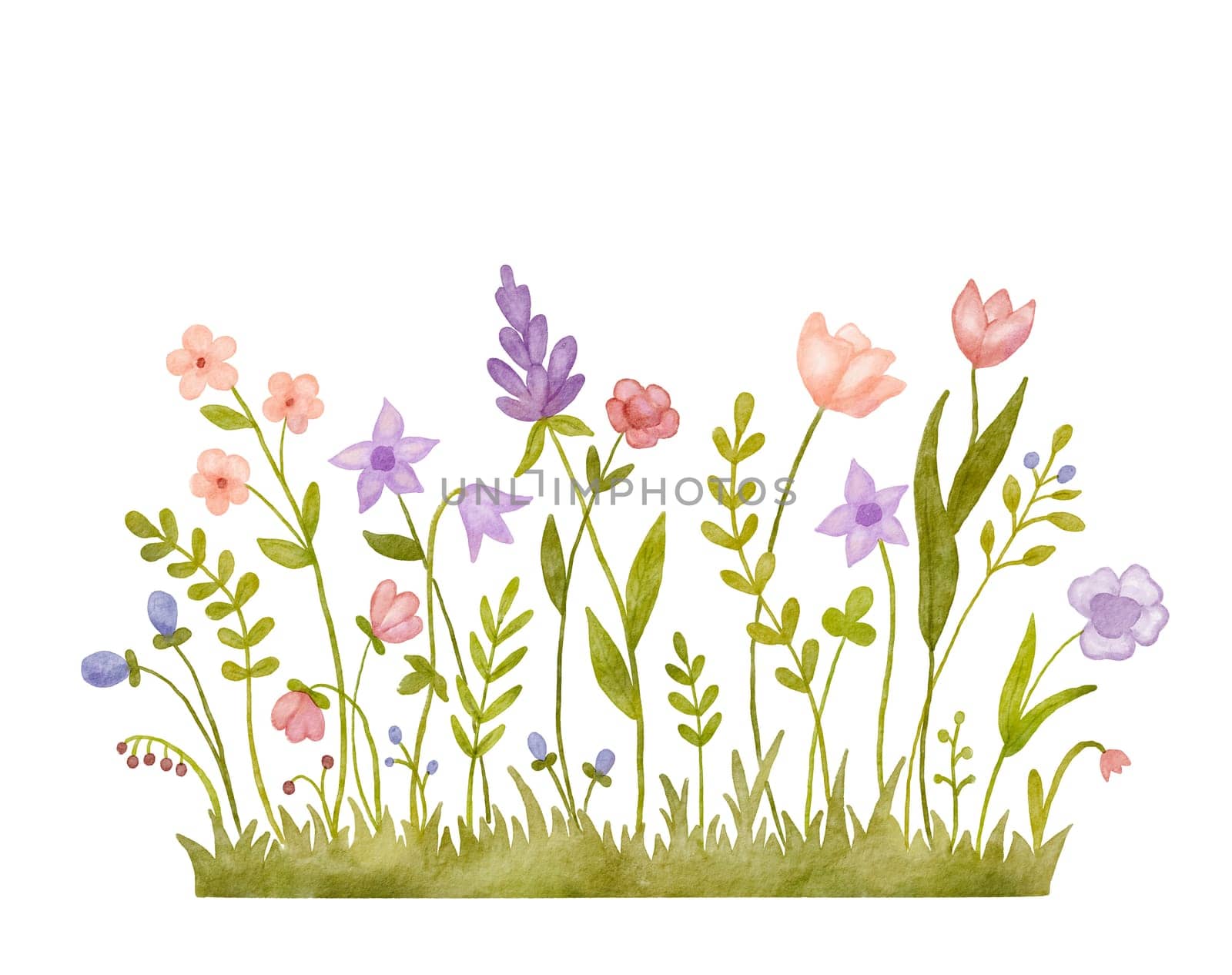 Watercolor wild herbs and abstract flowers illustration. Hand painted meadow with grass and wildflowers isolated on white background