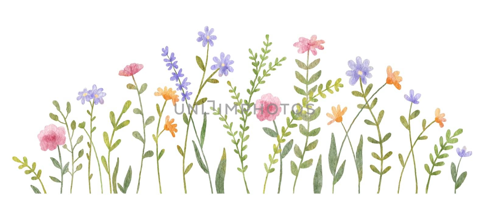 Watercolor wild herbs and flowers illustration. Hand painted meadow with grass and wildflowers isolated on white background. Floral border