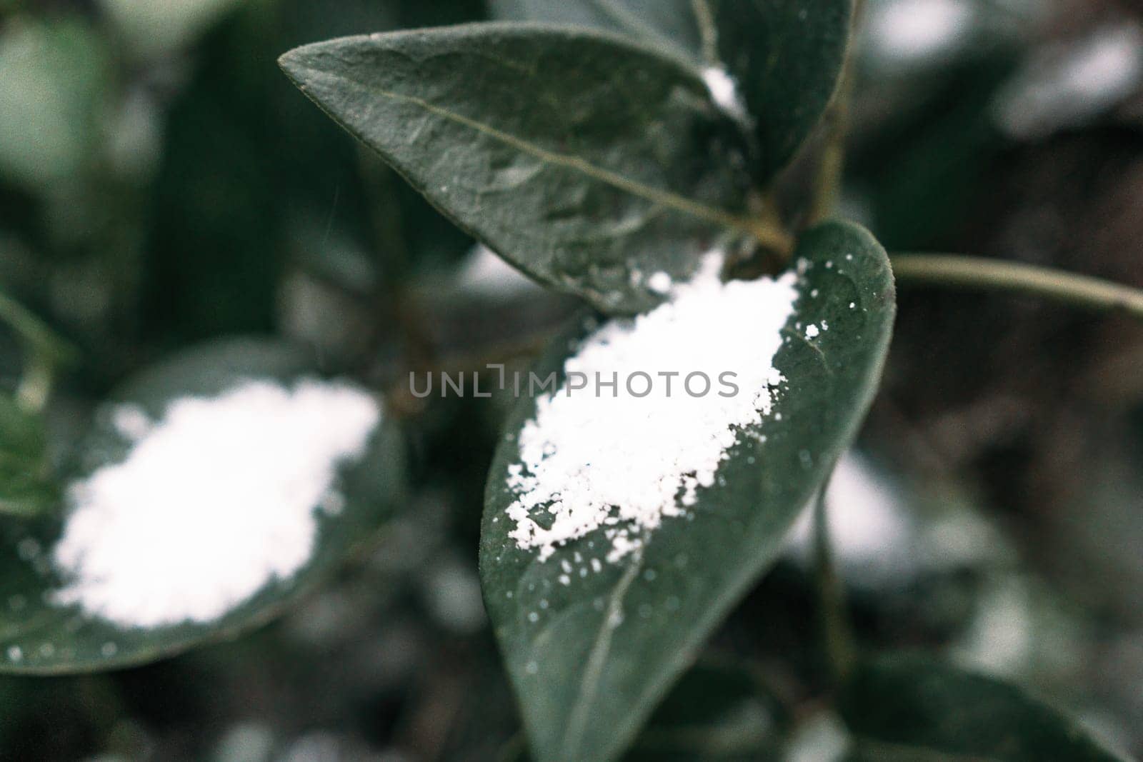 Selective focus. First snow on a frozen field plants, late autum by panophotograph