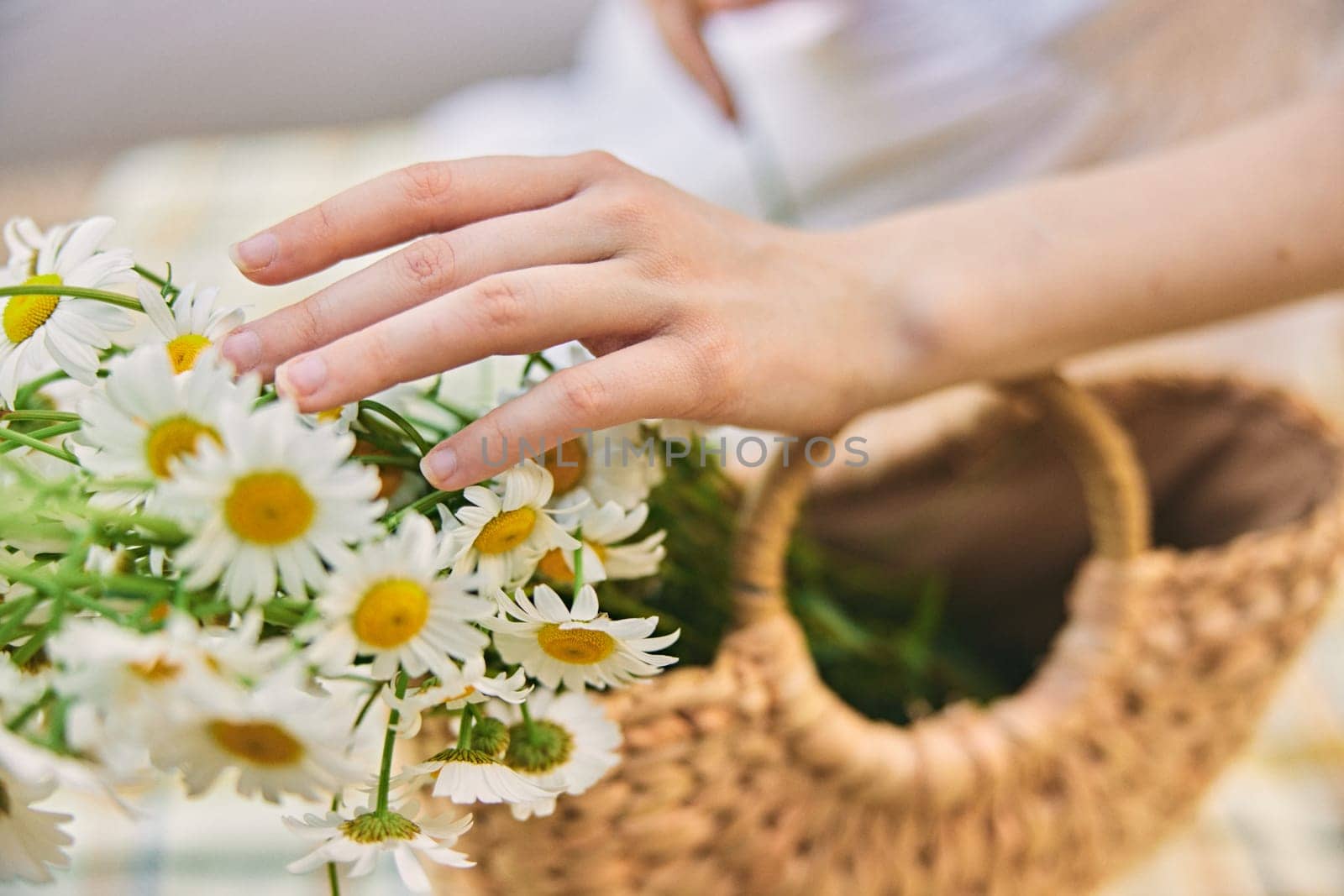 close up photo of a woman's hands with a wicker bag full of chamomile flowers. High quality photo