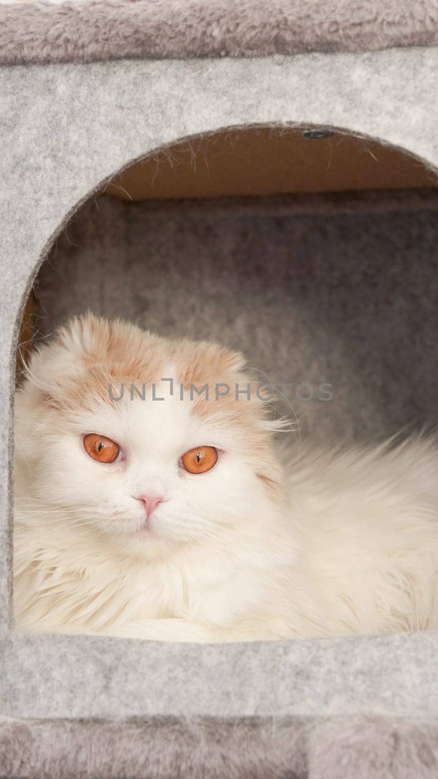 Fluffy calico kitty looking at camera on grey background, front view. Vertical. Cute young short hair white cat sitting in grey cat house with copy space. White kitten with brown eyes.