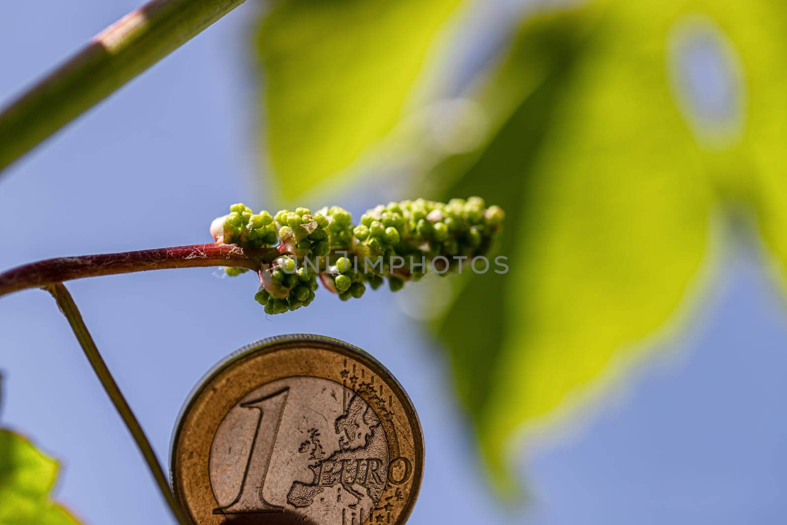 A very small grape brush on the background of a 1 euro coin
