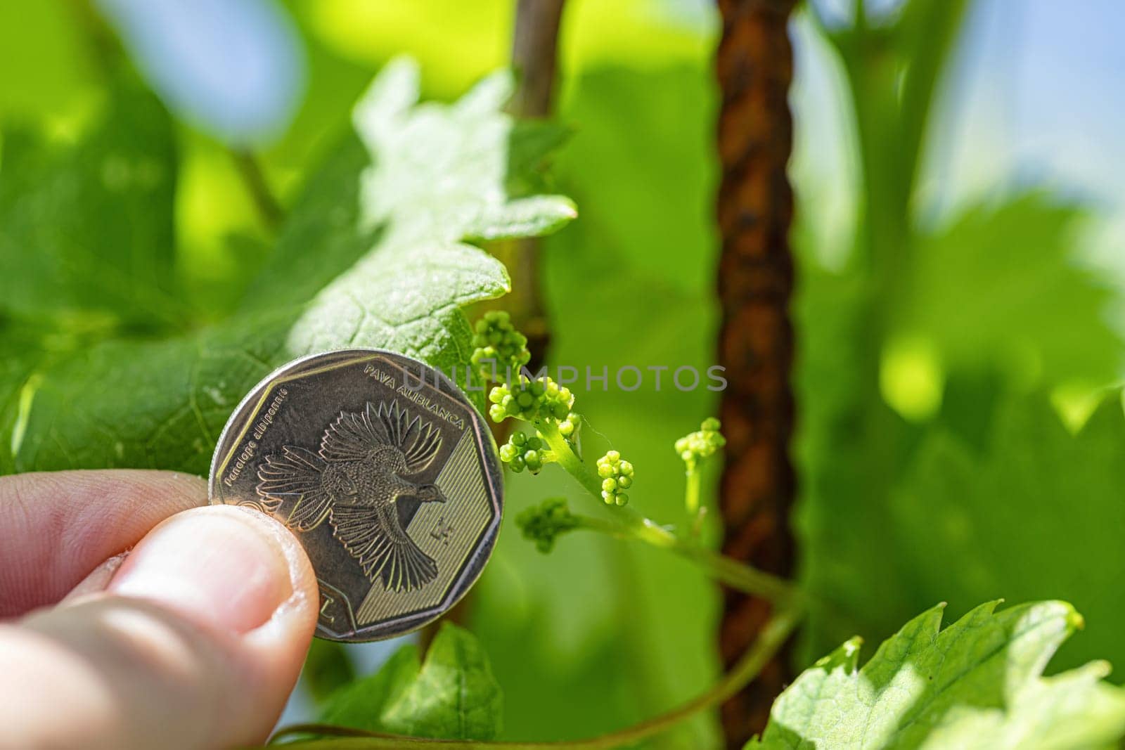 A very small grape brush on the background of a 1 sol coin from Peru