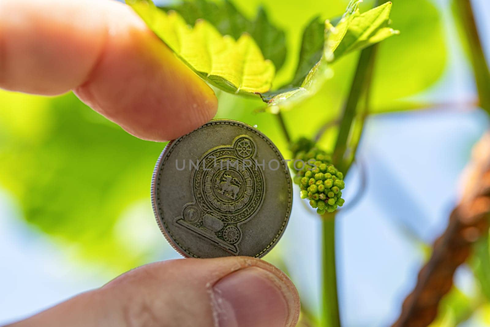 A very small grape brush on the background of a coin from Arab countries
