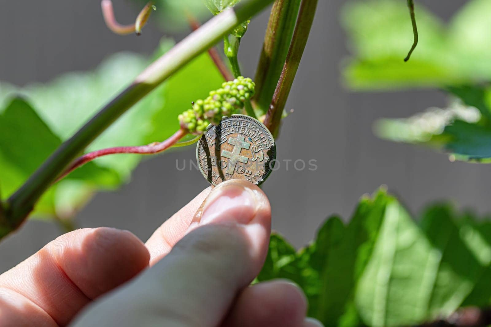 A very small grape brush against the background of a 50 centimes coin of French equatorial Africa
