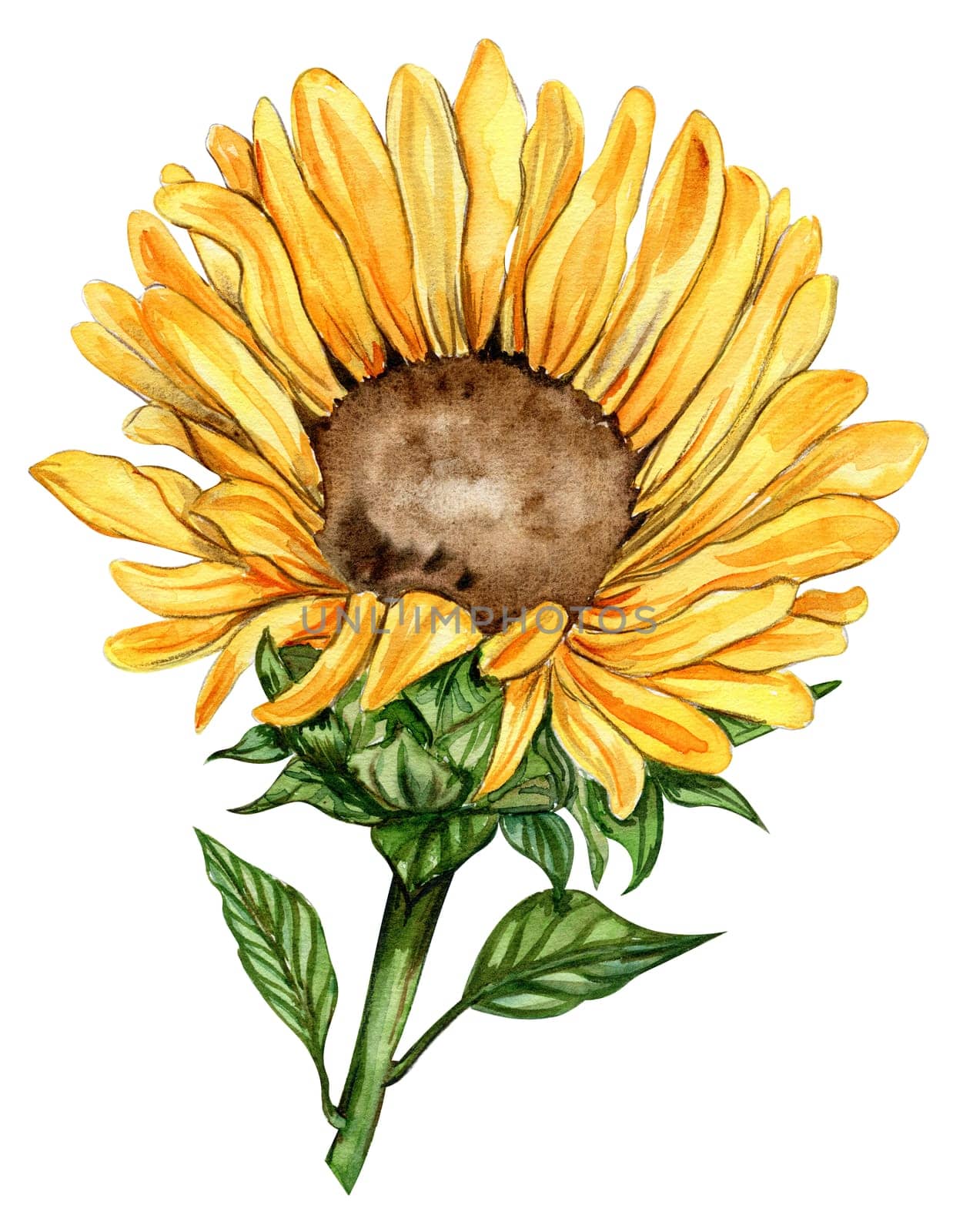 Sunflower, watercolor flower. Hand drawn illustration isolated on white. Summer yellow garden. Designf for baby shower party, birthday, cake, holiday celebration design, greetings card,invitation.