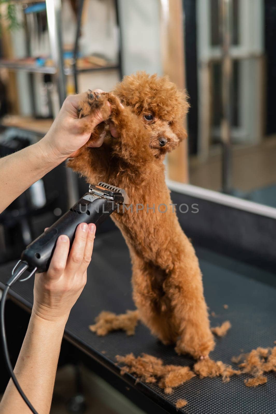 Woman trimming toy poodle with electric razor in grooming salon