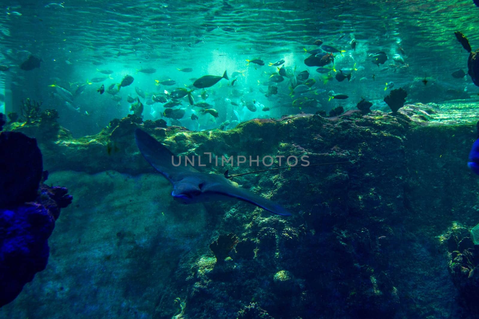 Underwater world. Images for self-leveling 3d floor. Corals. Top view. Sea Stingray. High quality photo