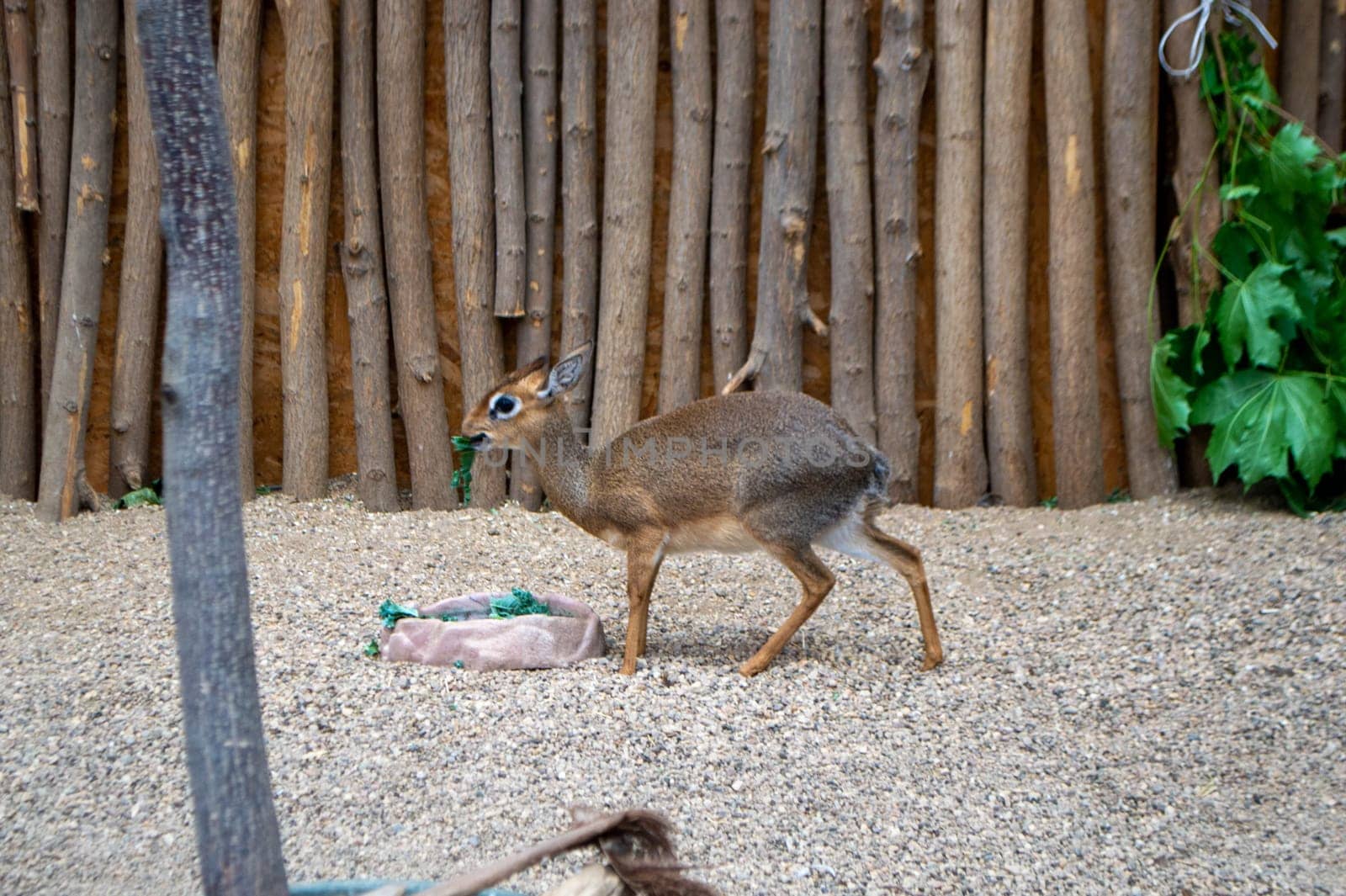 Kirk's dik-dik (Madoqua kirkii) in Namibia. High quality photo