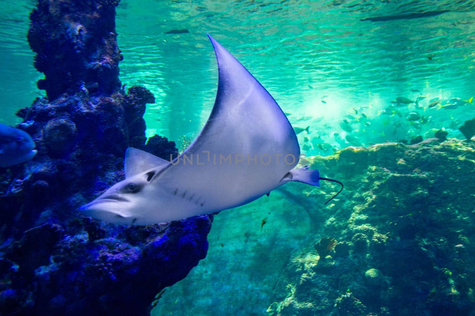 Underwater world. Images for self-leveling 3d floor. Corals. Top view. Sea Stingray by milastokerpro