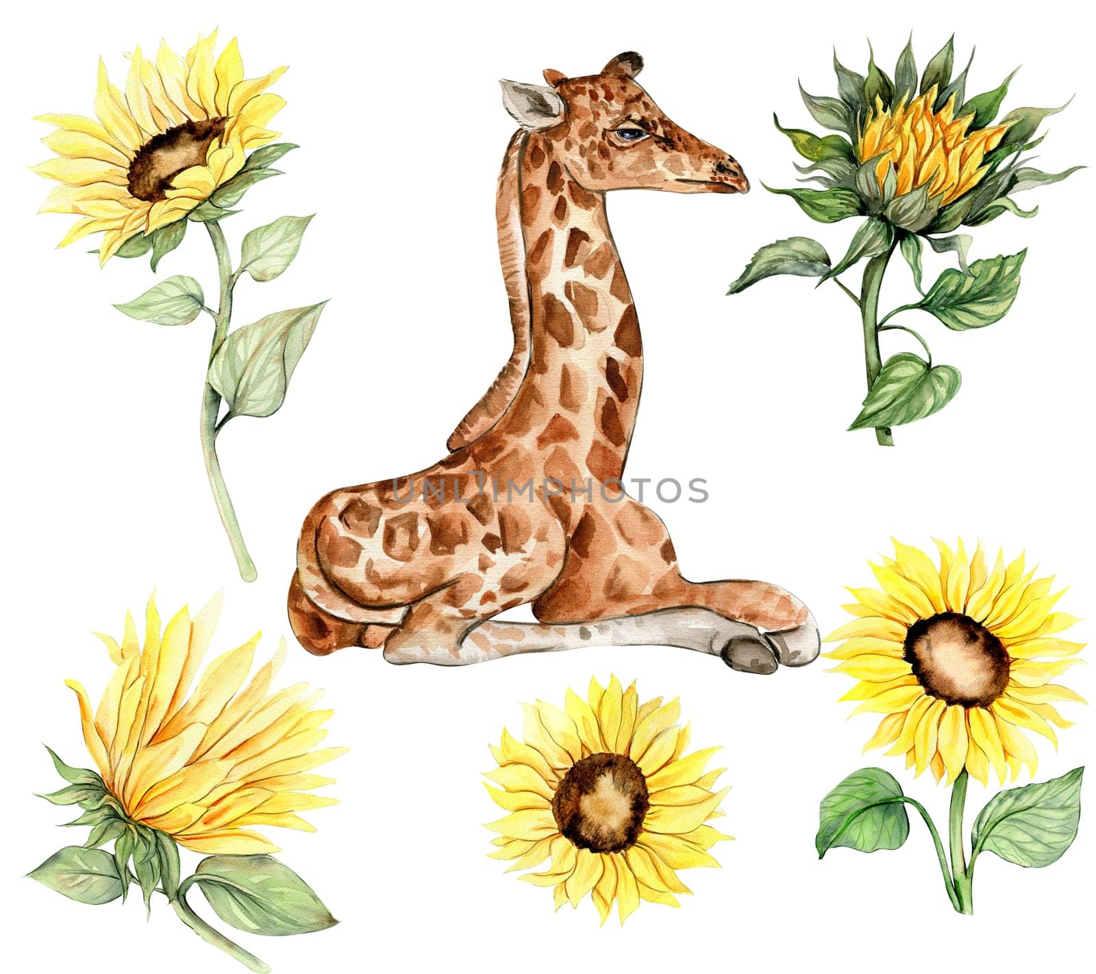 Watercolor giraffe and sunflowers illustration set. Cartoon tropical animal, exotic summer jungle design. Hand drawn designf for baby shower party, birthday,cake, greetings card, invitation.