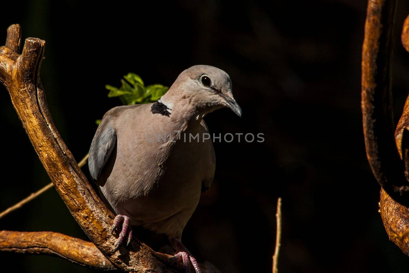 Cape Turtle Dove (Streptopelia capicola) 14562 by kobus_peche